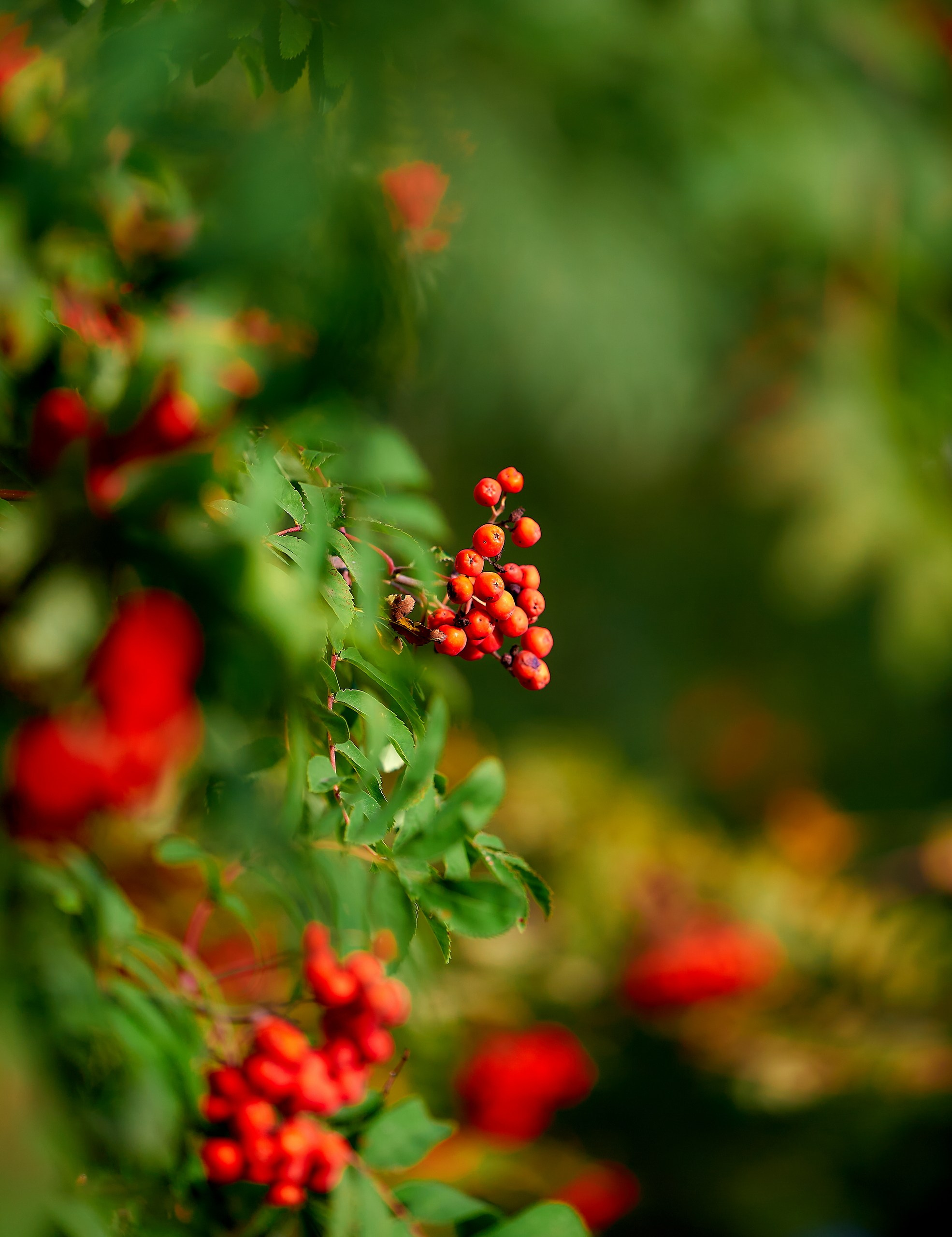 Лютики-цветочки — галерея NATRIEL