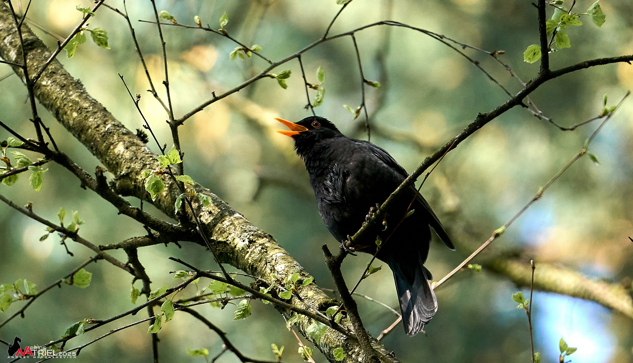 Съемка в майском лесу