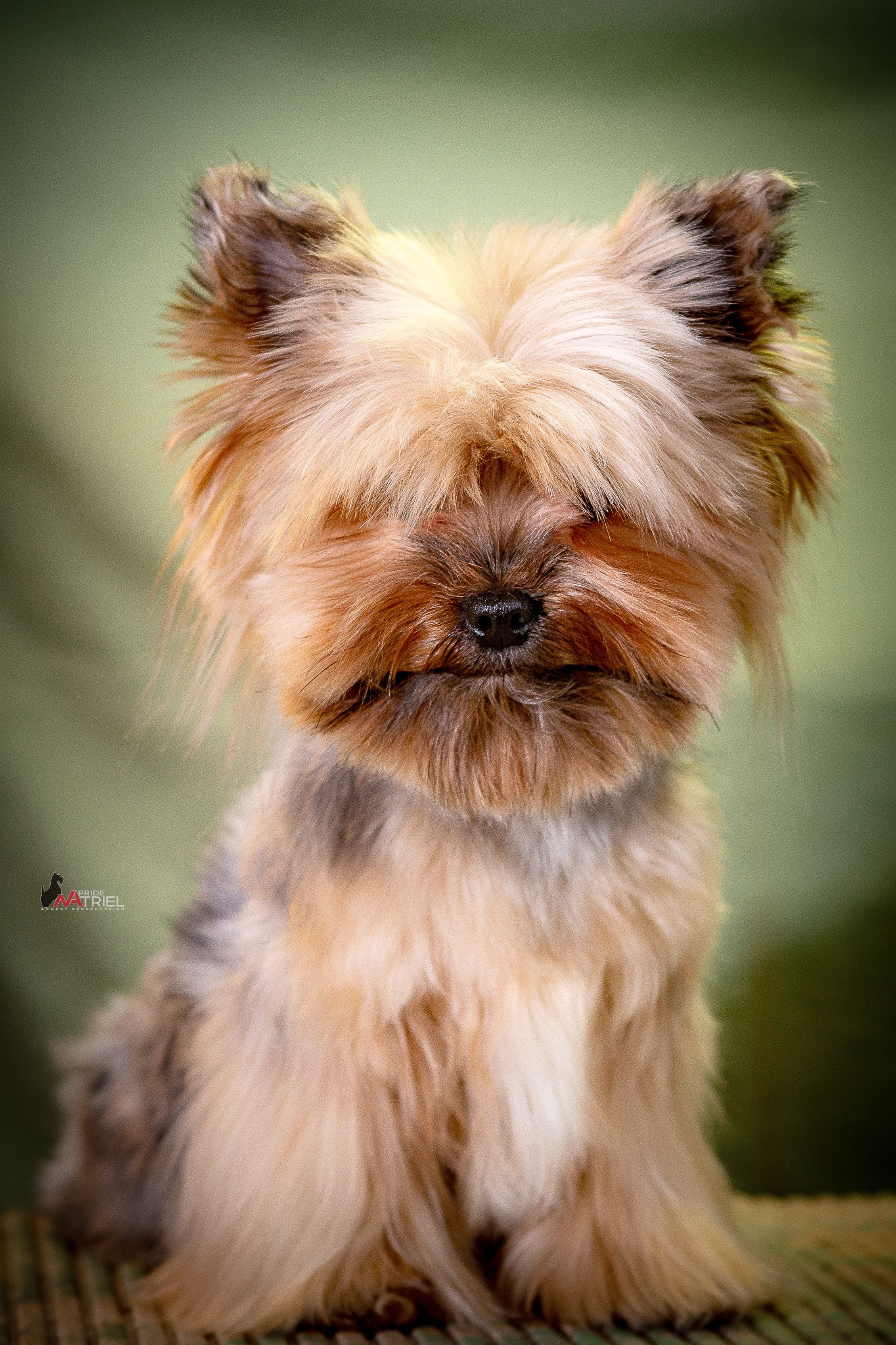 Йоркширский терьер Циля