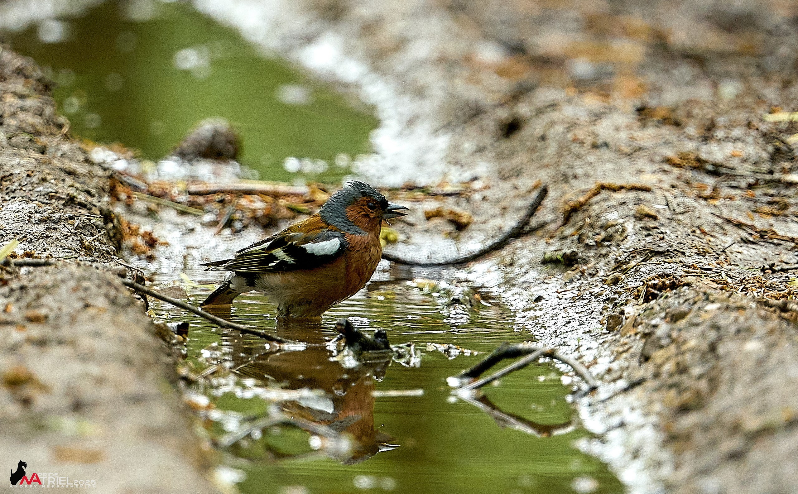 Съемка в майском лесу