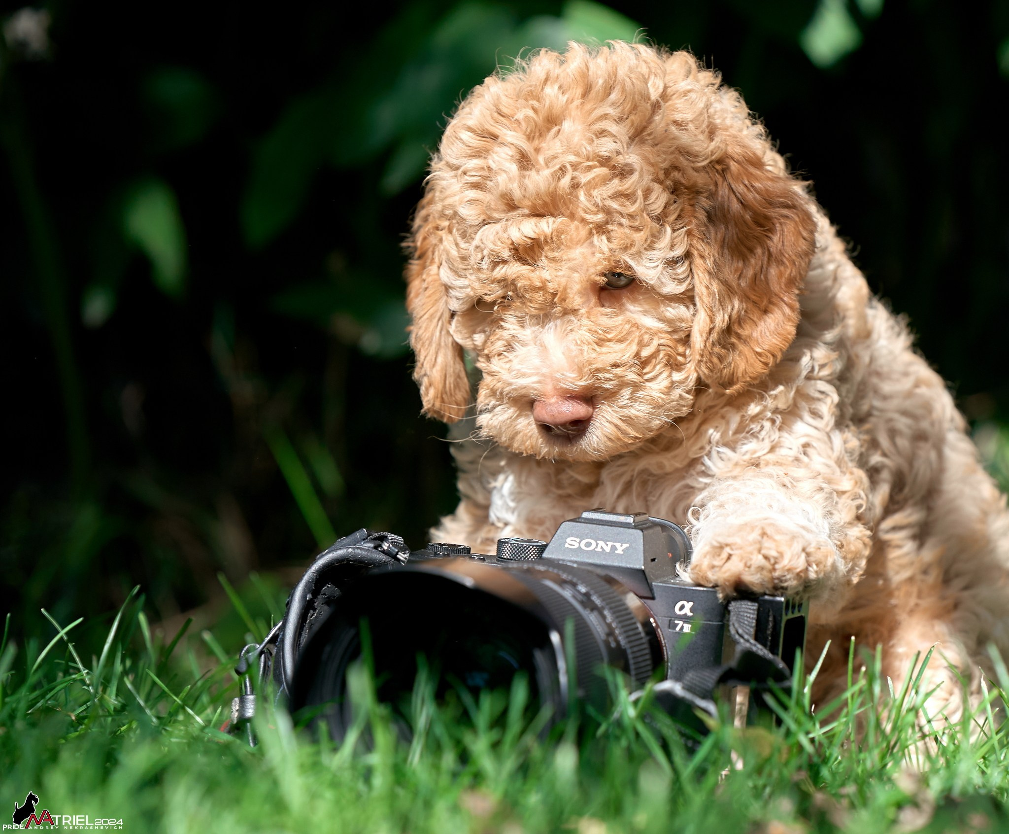 Съемка щенков лаготто на природе