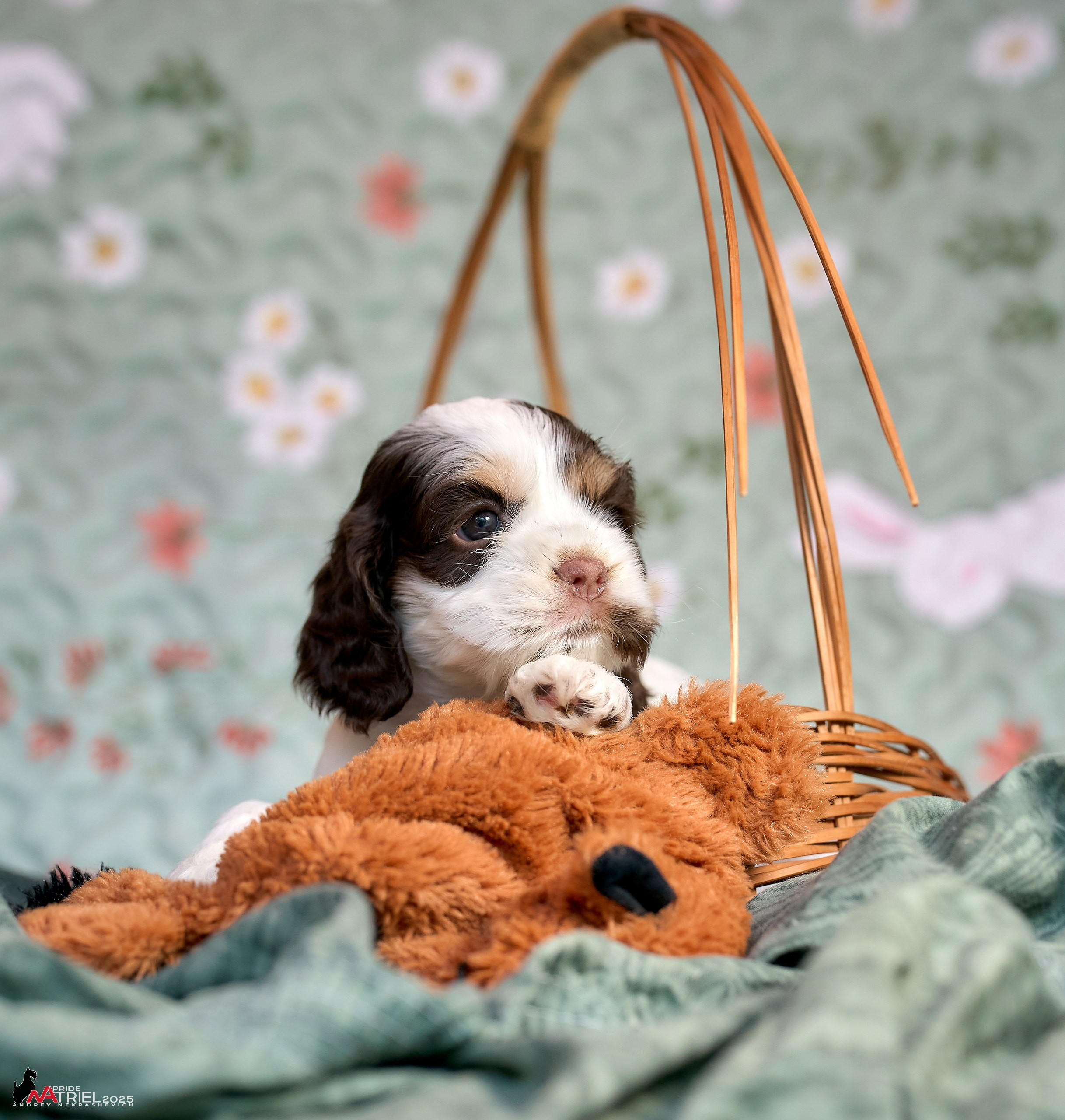 Щенки АмКокеров