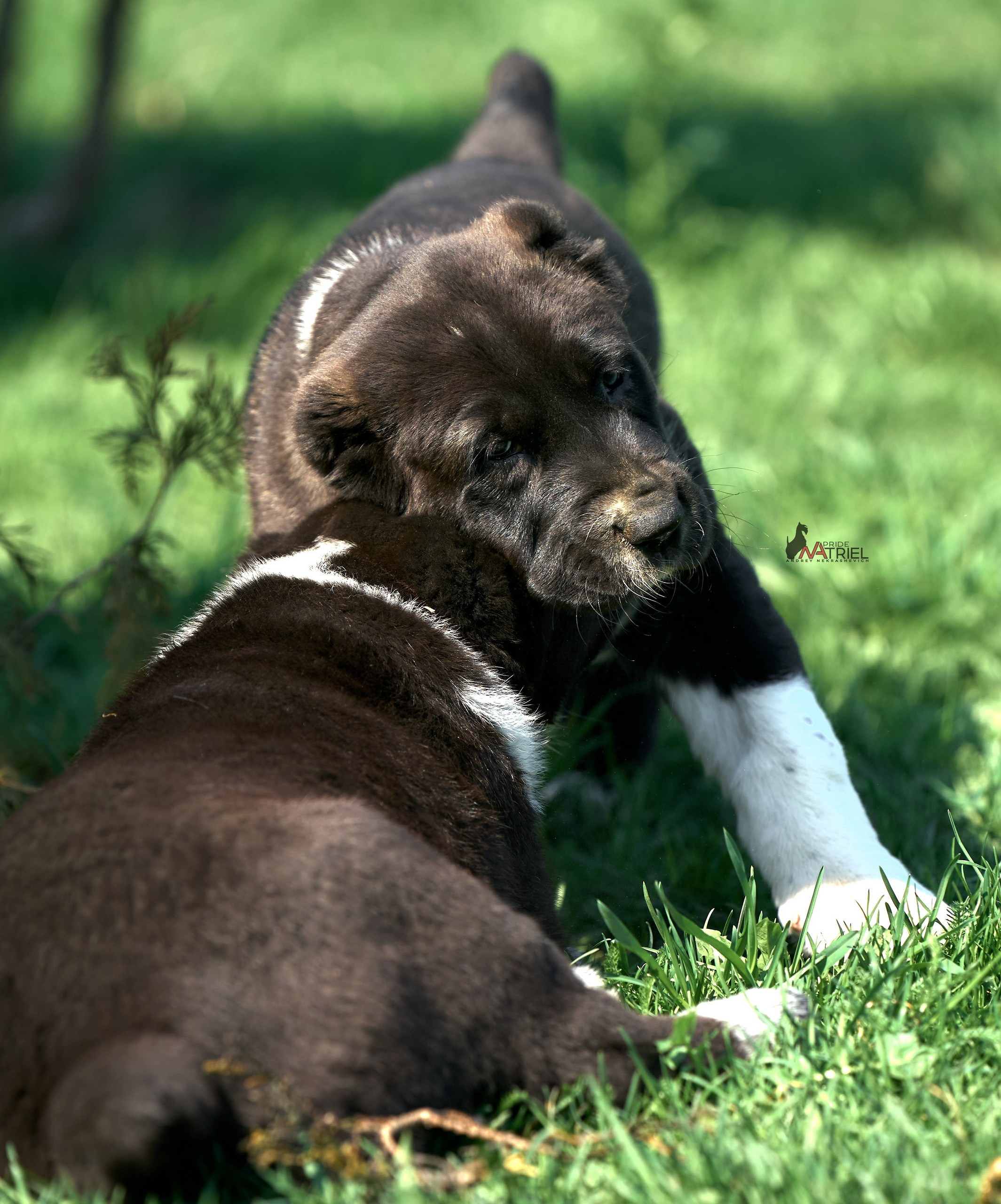 Среднеазиаты — щенки и взрослые