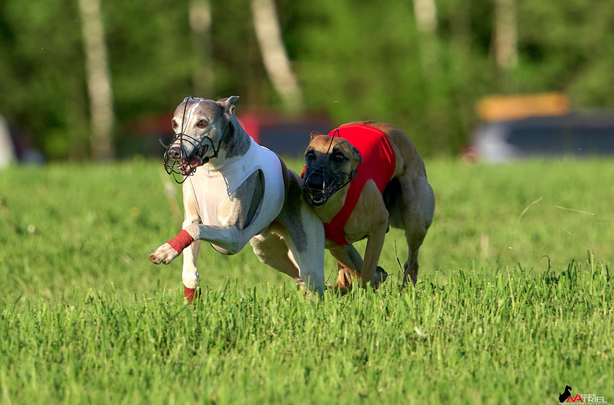 Съемка курсинг — галерея NATRIEL