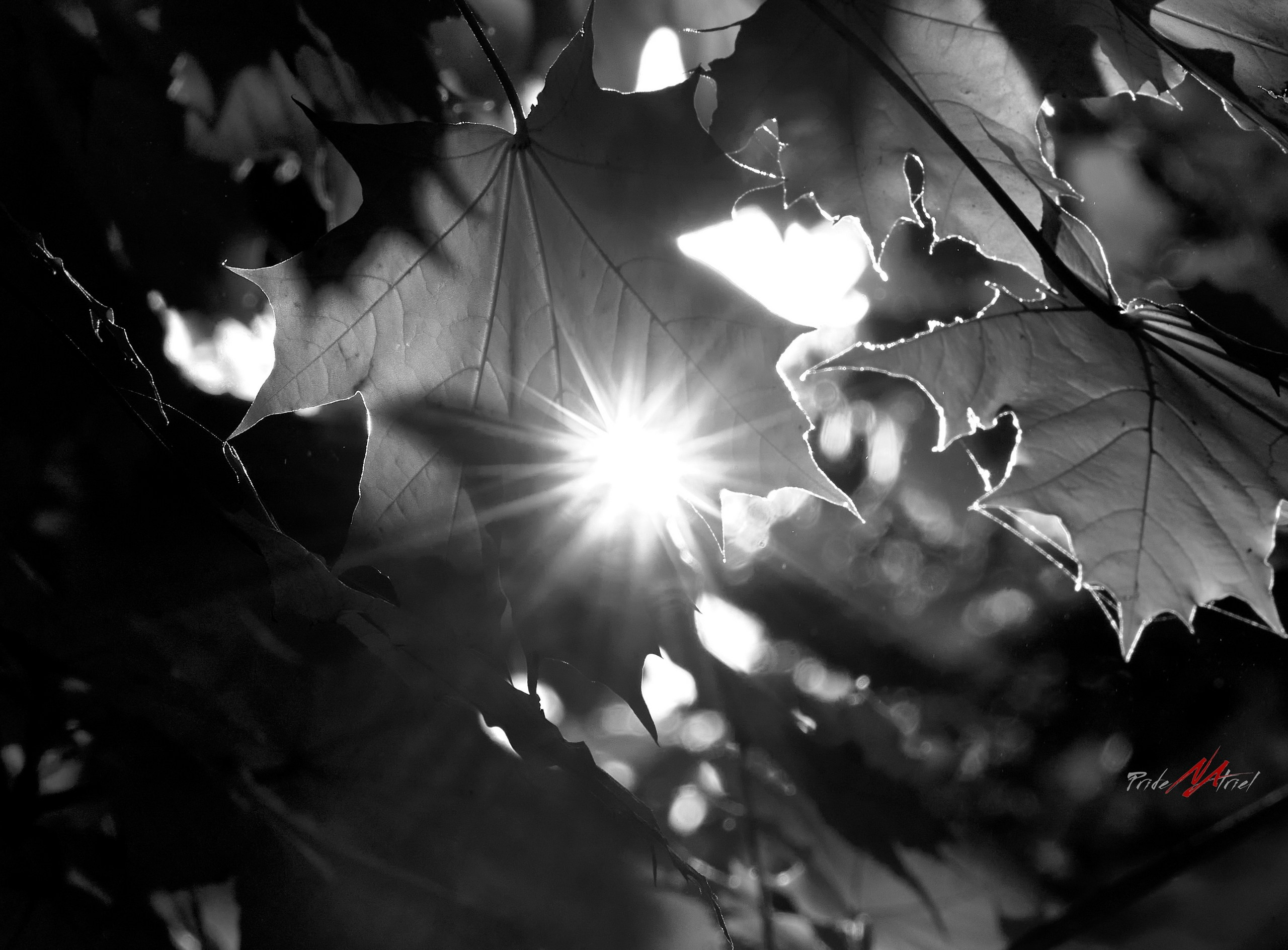 Лютики-цветочки — галерея NATRIEL