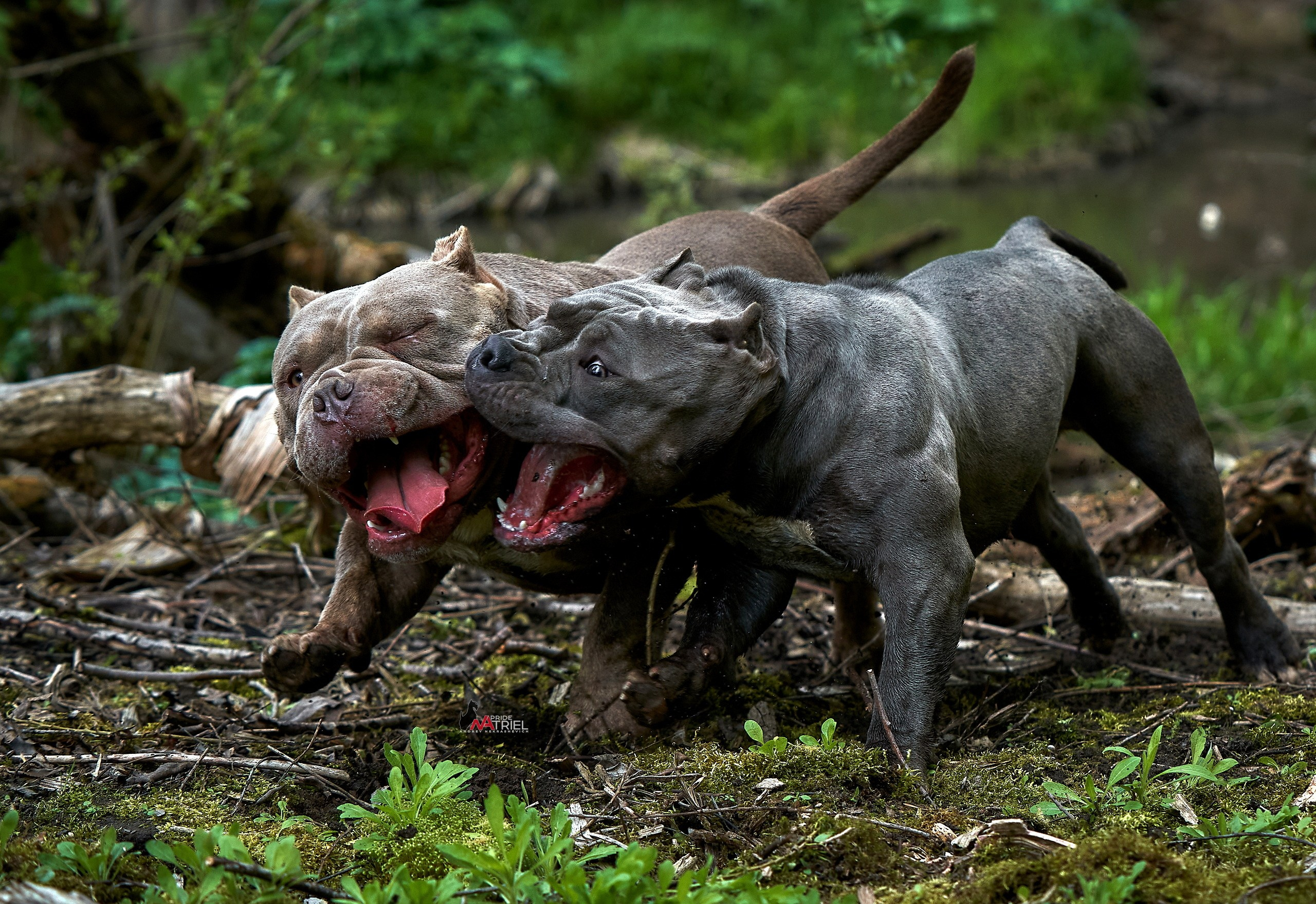 Прогулка в движении — галерея NATRIEL