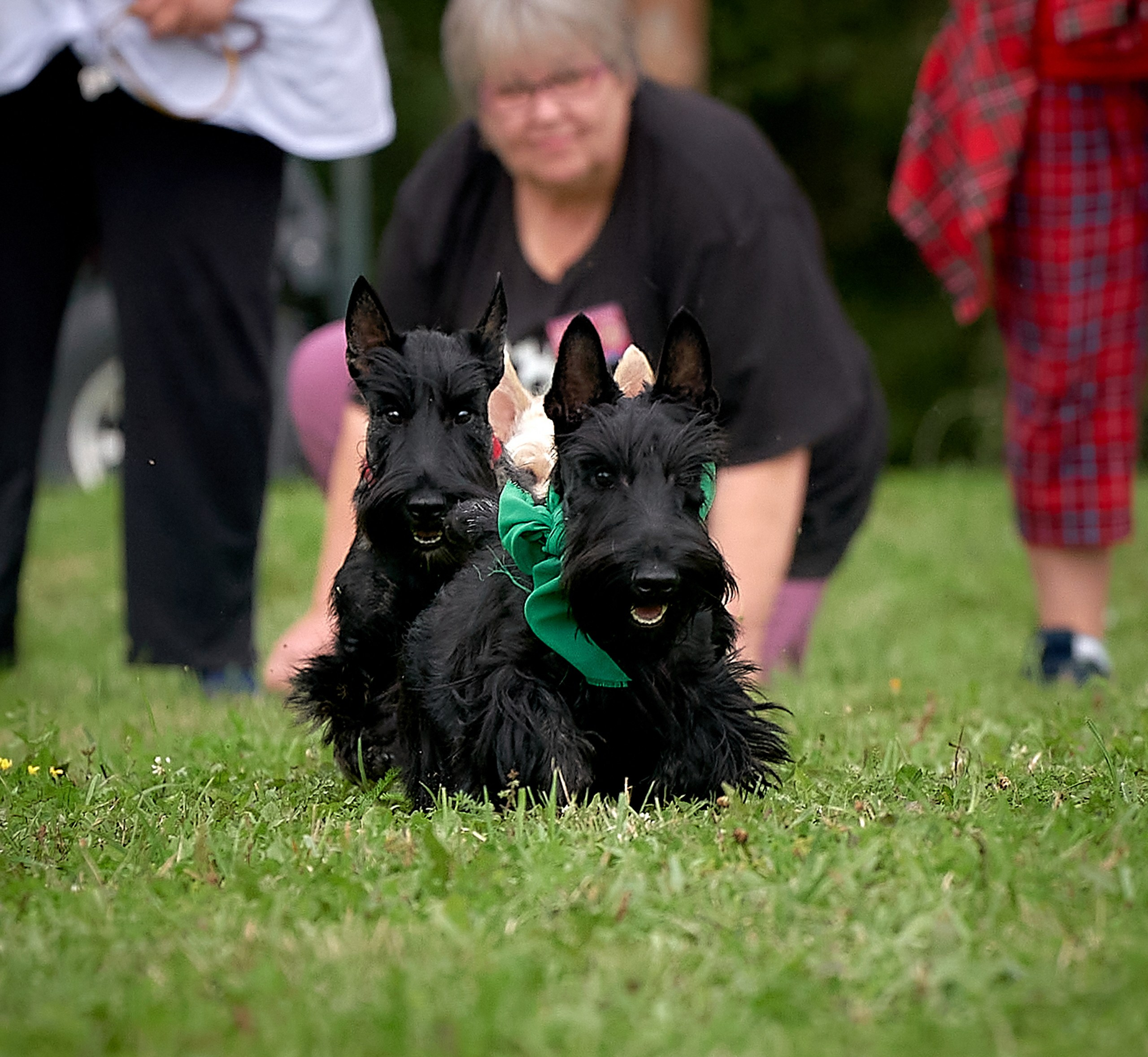 Мероприятия с собаками — галерея NATRIEL