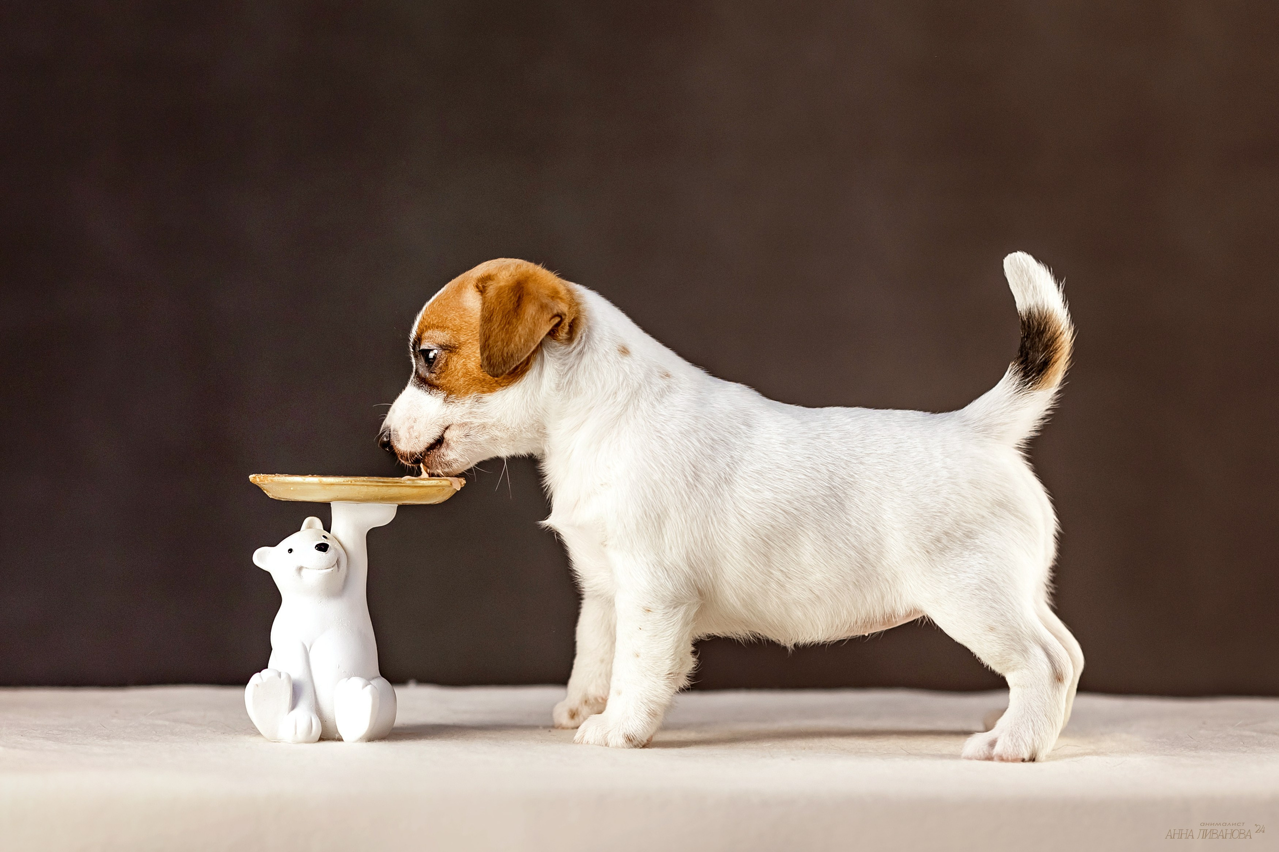 Джек расселы. Фотограф анималист Аня Ливанова | Рыбинск