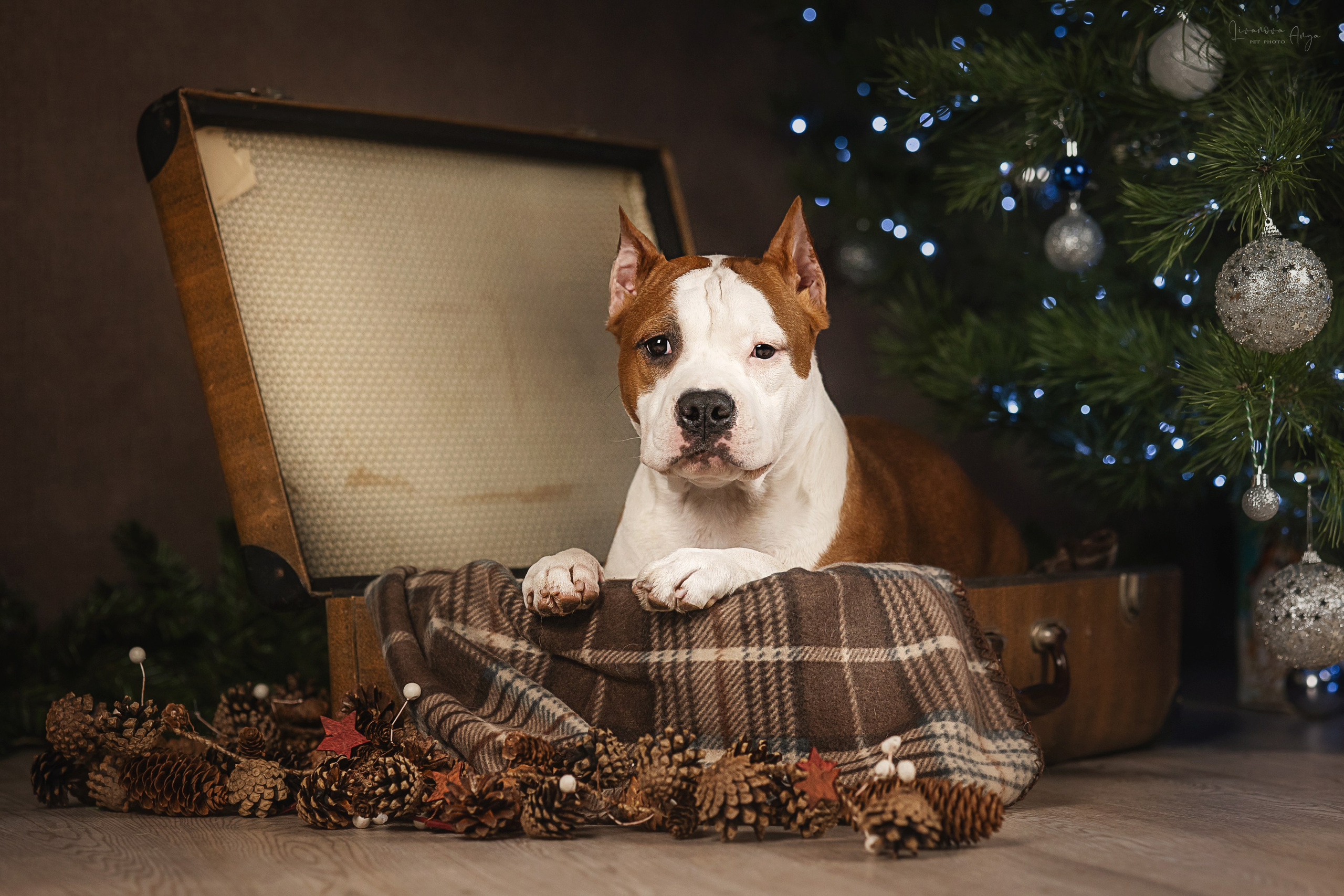 Фотодень_3 2025. Фотограф анималист Аня Ливанова | Рыбинск