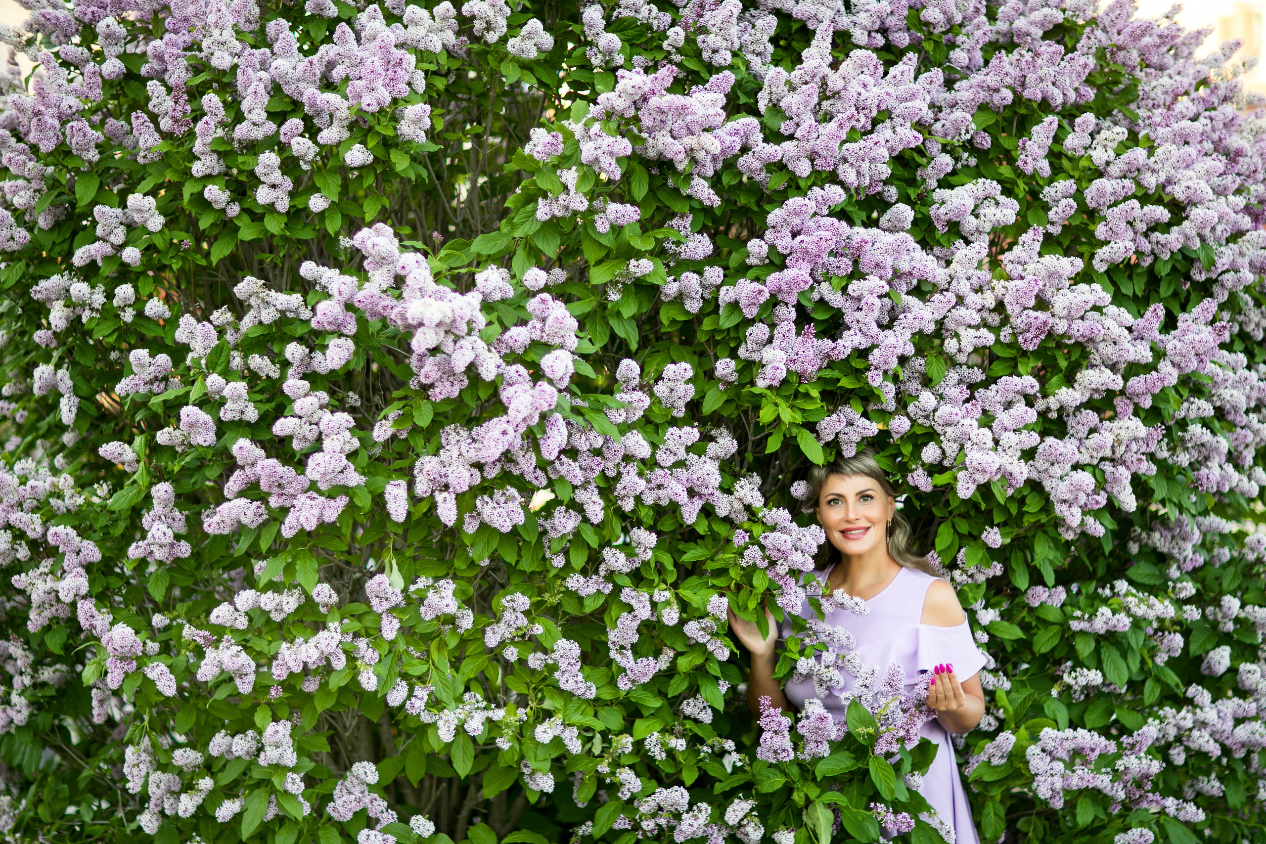 Сирень. Фотограф Елена Вишневская (Ушакова) Нефтеюганск, Сургут, Тюмень