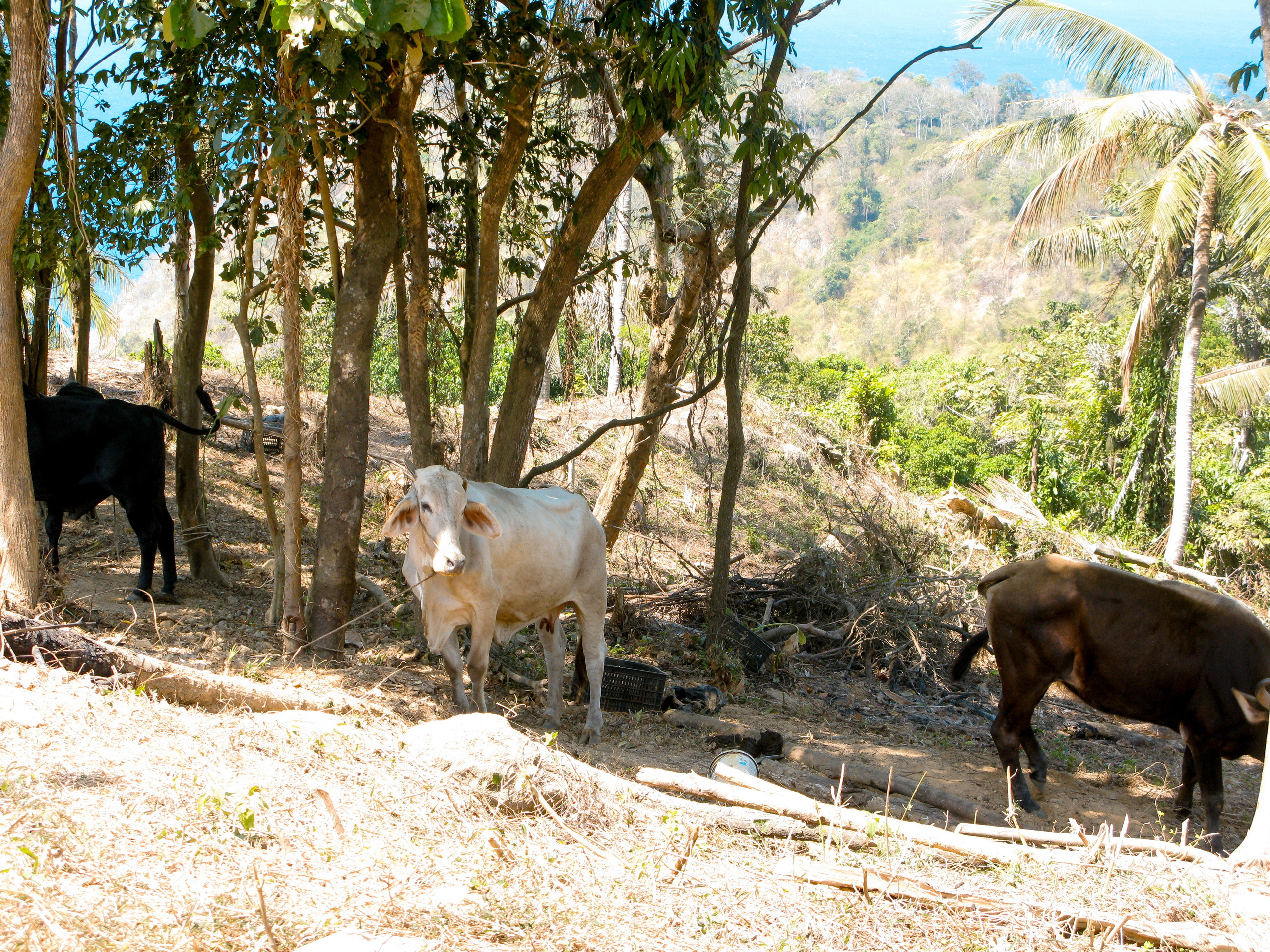 Thai. Фотограф Миланазавр