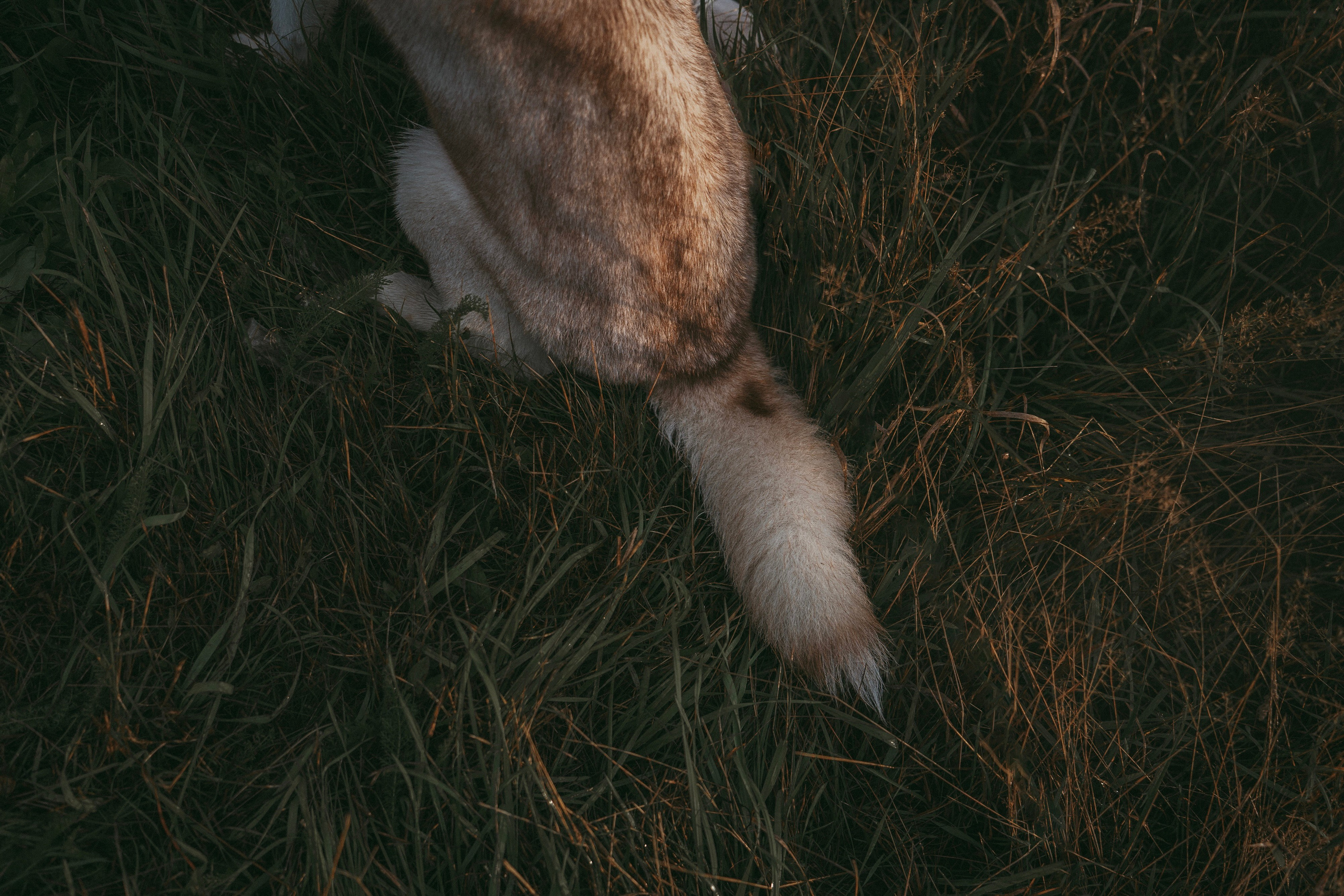 Мария и Джесси. Фотограф анималист в Москве и Санкт-Петербурге Свиридова Анна