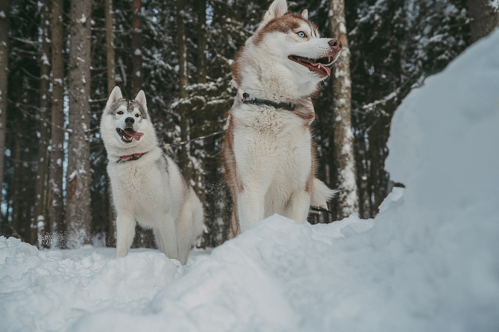 Полина, Уго и Пышка. Фотограф анималист в Москве и Санкт-Петербурге Свиридова Анна