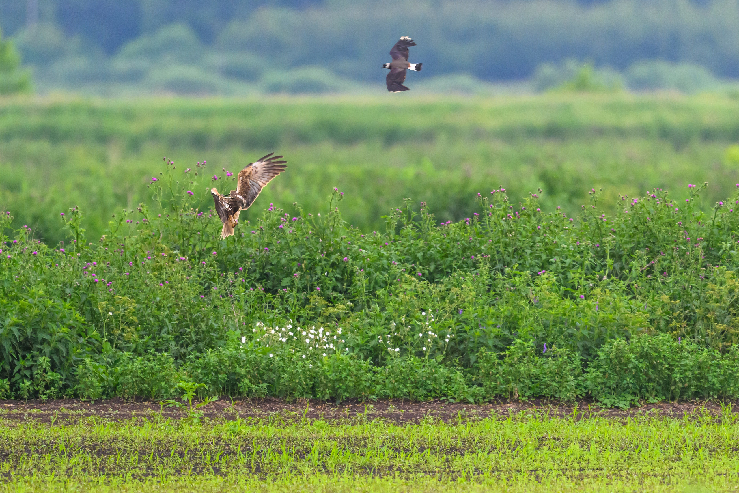 Лунь и трясогузки. Wildlife photography by Sergey Puponin