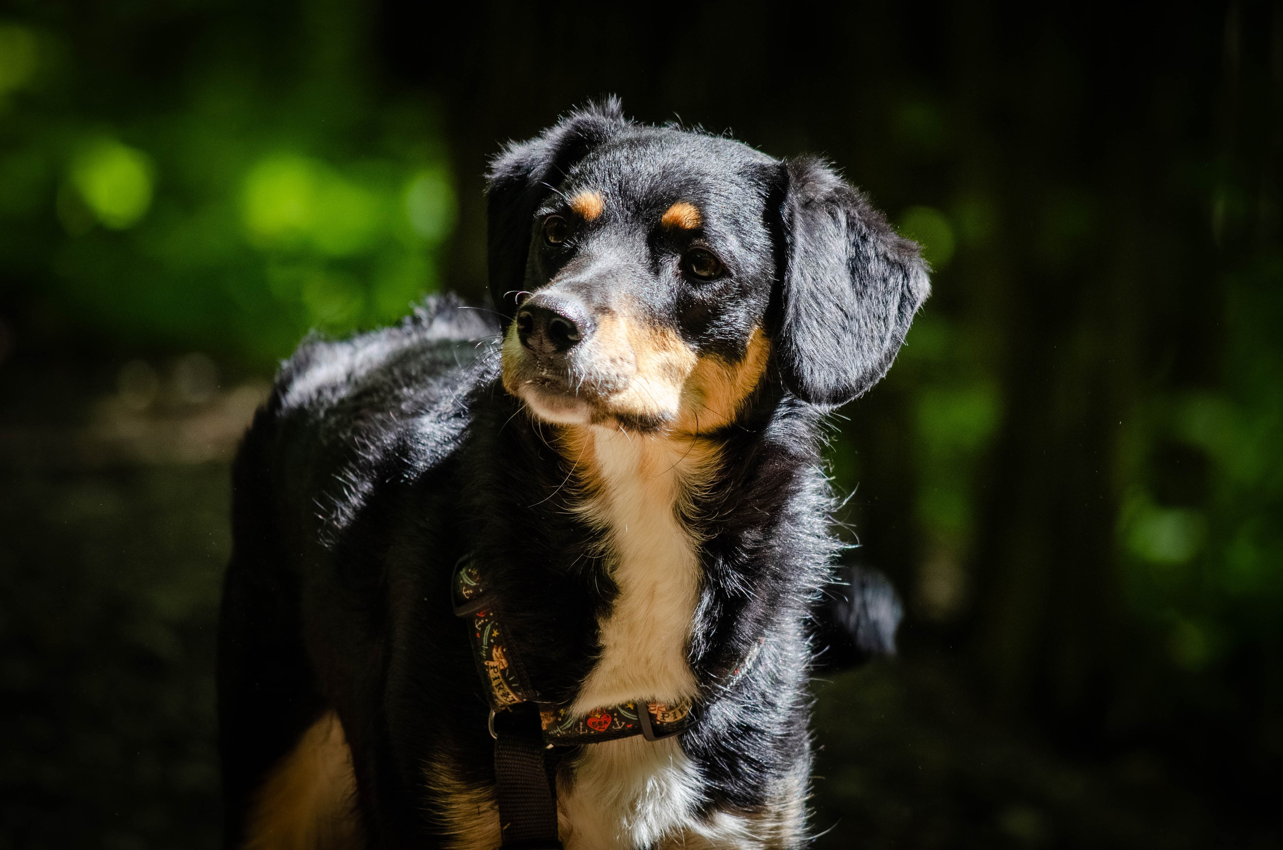 Том и Тося. Фотограф Светлана Блинова, Москва и Московская область
