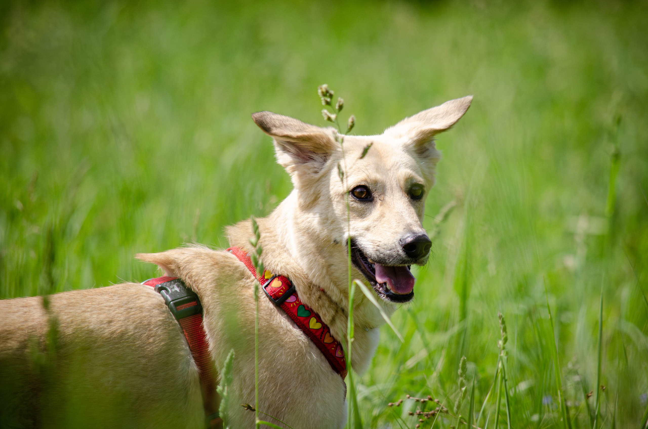 Мира и Барон. Фотограф Светлана Блинова, Москва и Московская область