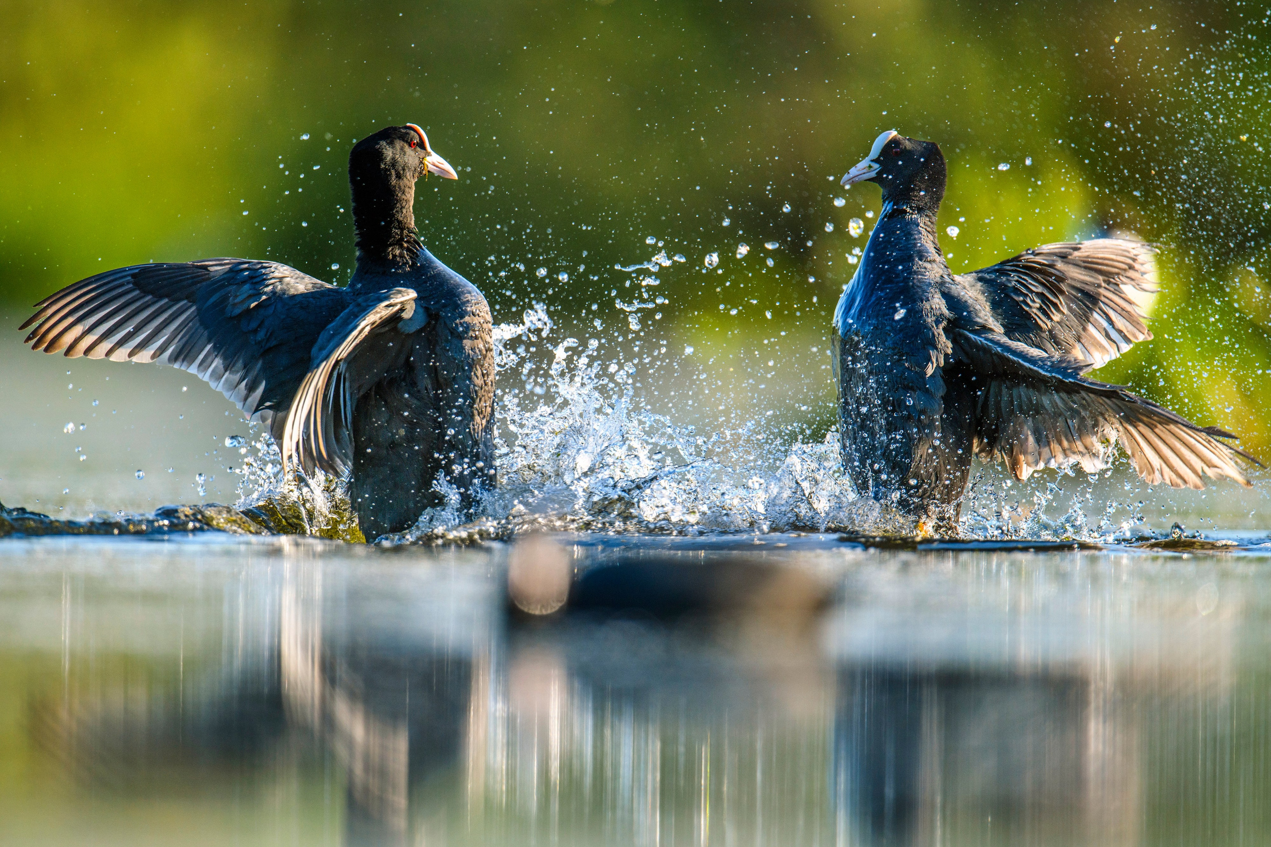 На болоте. Wildlife photography by Sergey Puponin