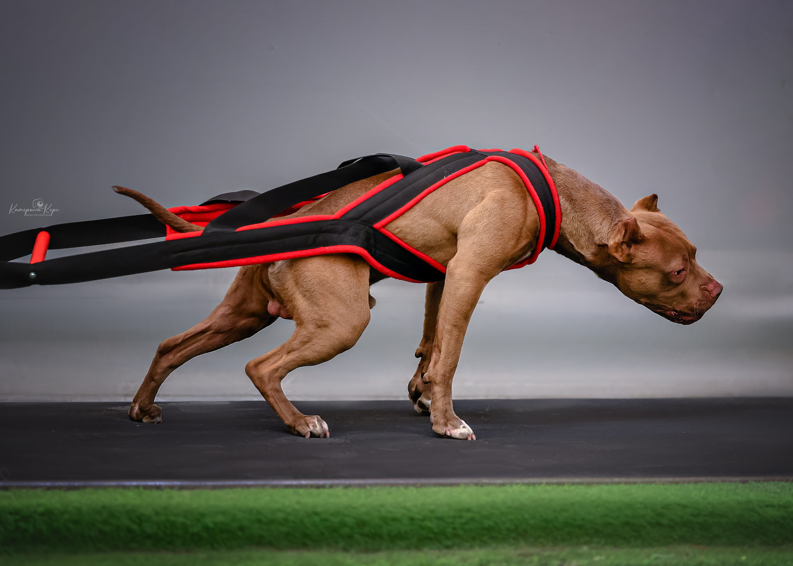 Соревнования HARDCORE LINE WEIGHTPULL. Фотограф-анималист Катерина Корс