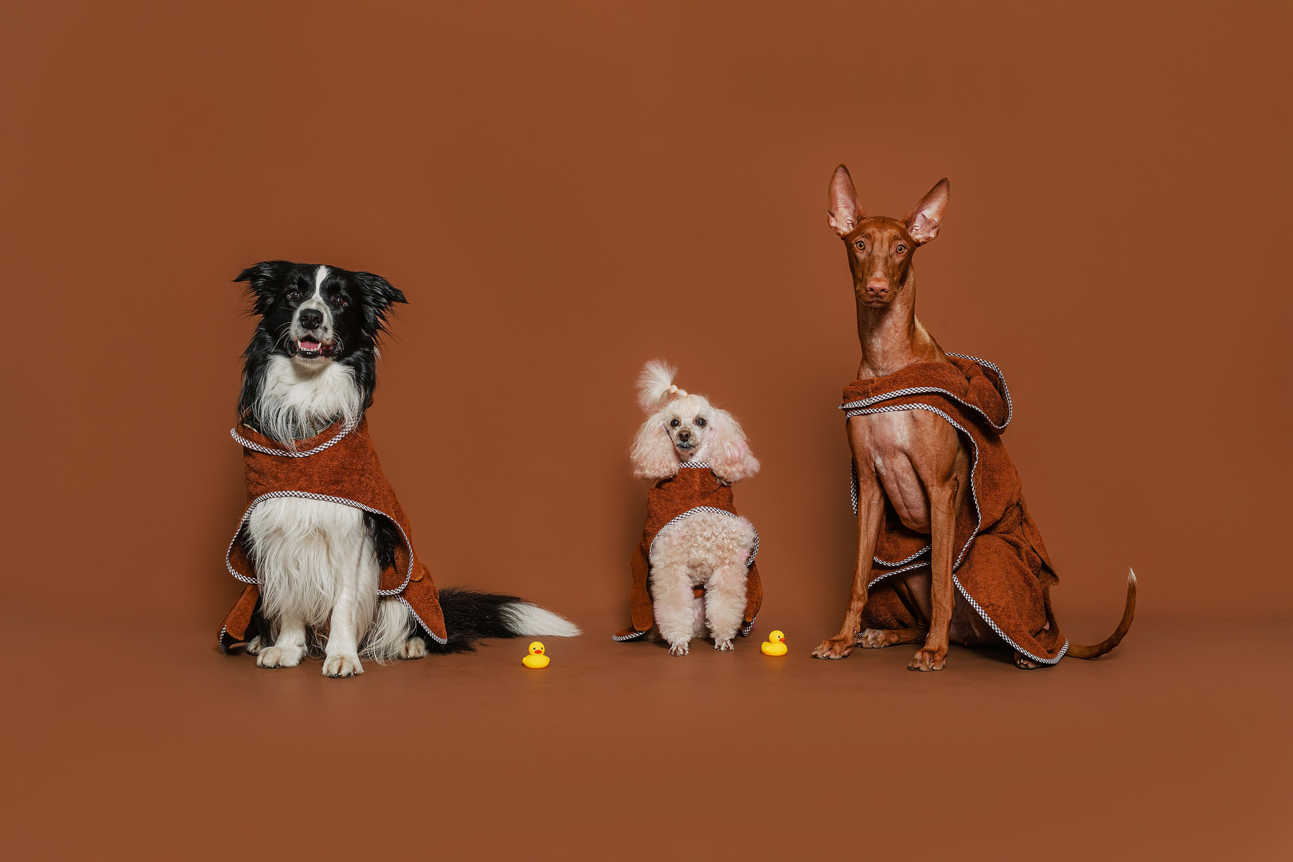 Съемка для бренда TEDDYBOY. Фотограф-анималист Татьяна Степанова