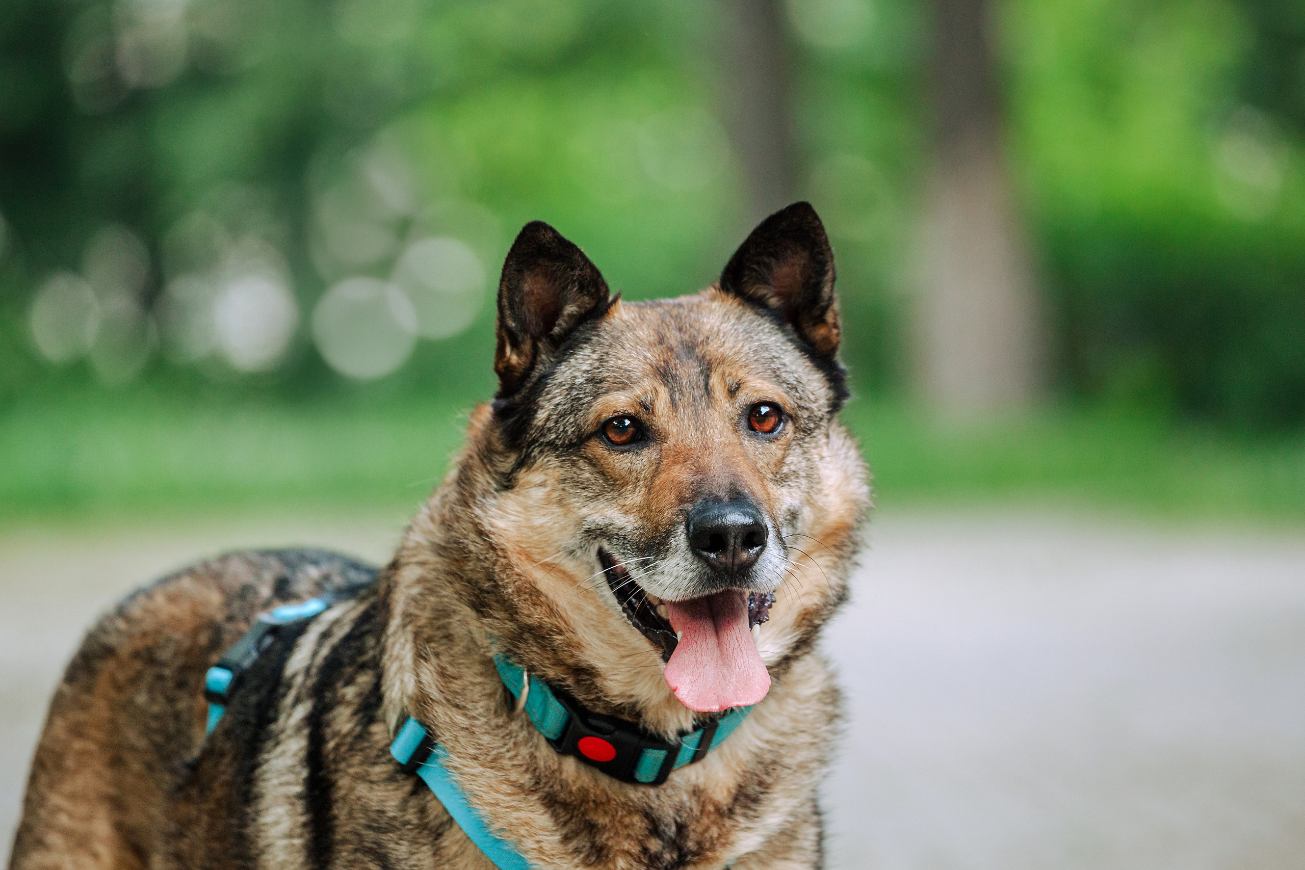 Собаки из приюта Дубовая роща лето 2025. Фотограф-анималист Татьяна Степанова