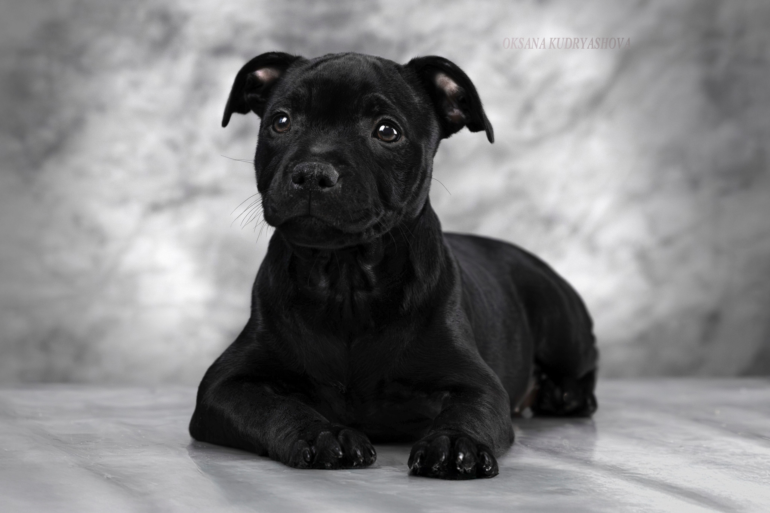 Щенки Стаффбуль. Фотограф 📸 анималист, предметный, репортажный