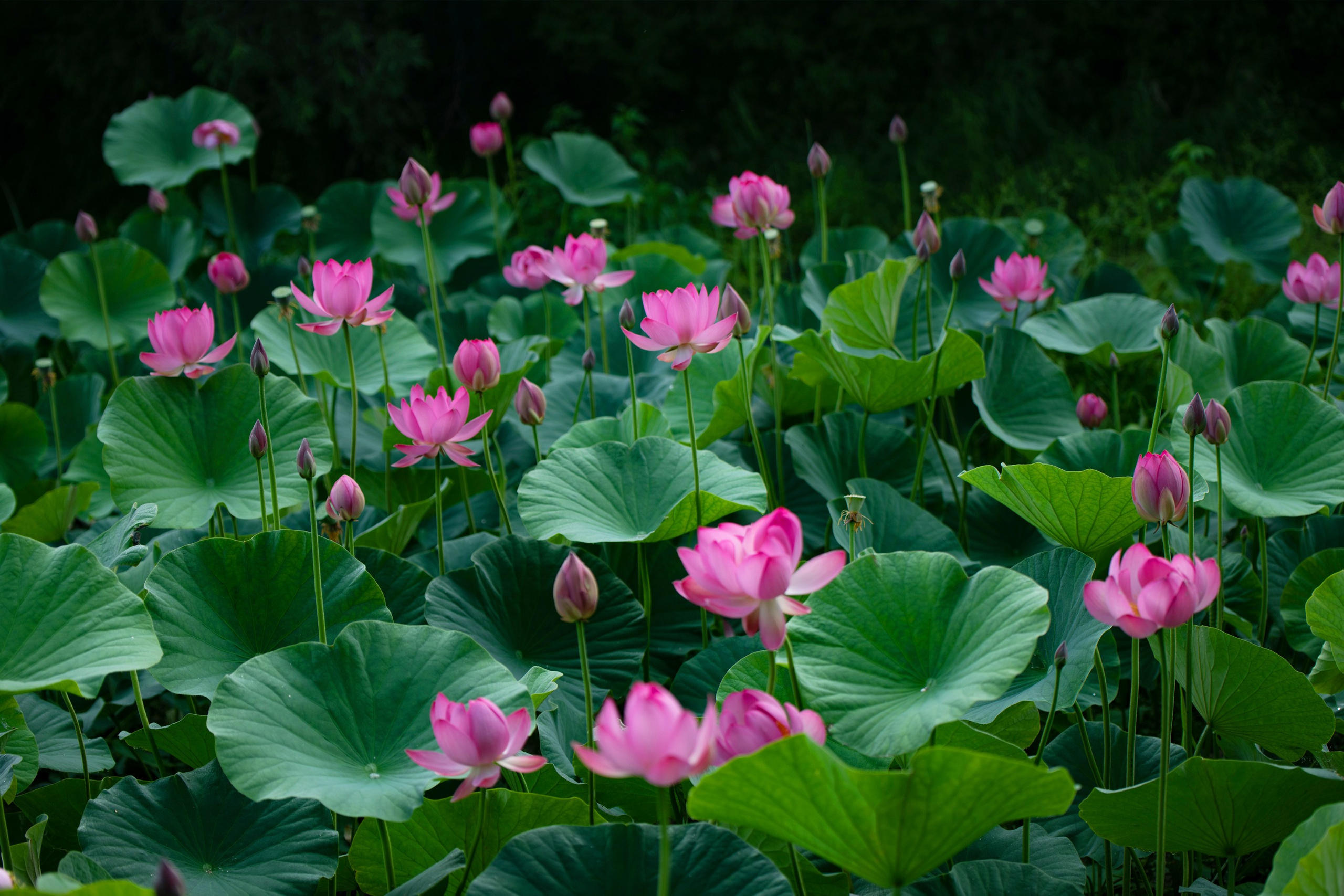 Природа Хабаровского края. Команда фотографов Кристины Ивановой