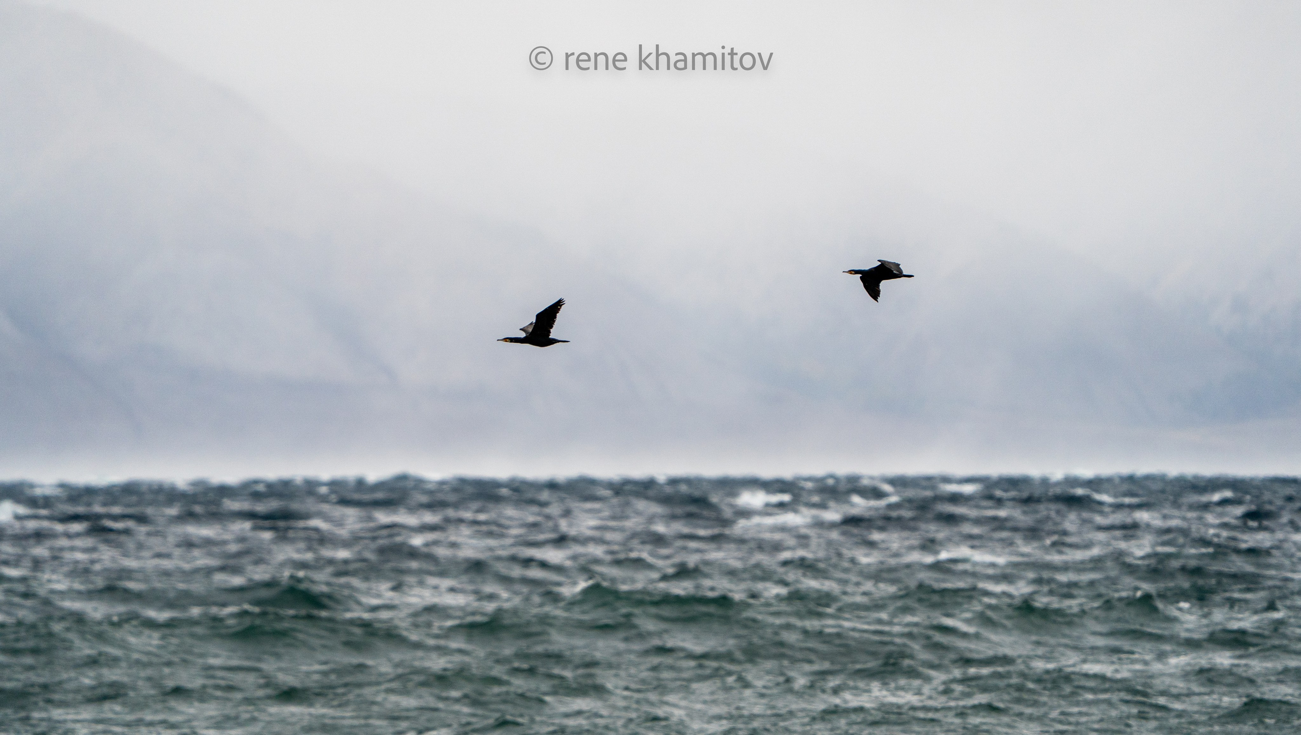 бакланы кайфуют
