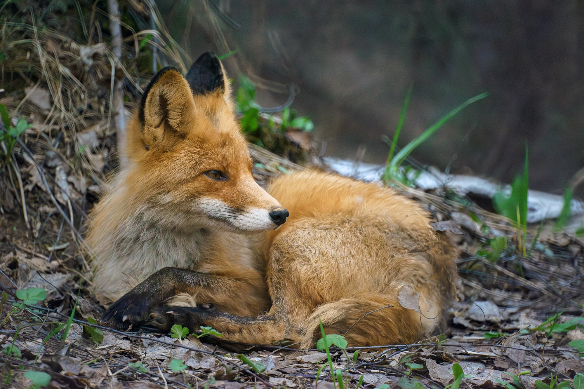 Животные. Ваш личный фотограф Марина Волкова
