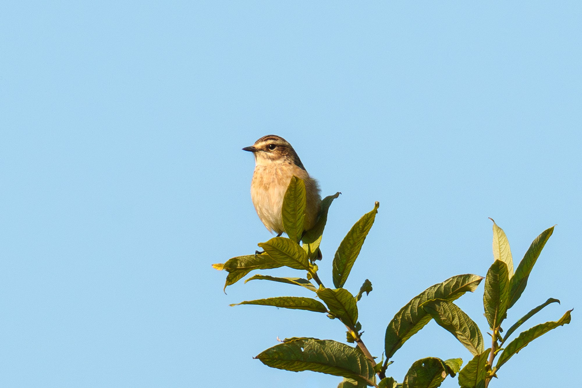 Удивительные мир птиц. Вокруг нас столько прекрасного — присмотритесь!. Ваш личный фотограф Марина Волкова