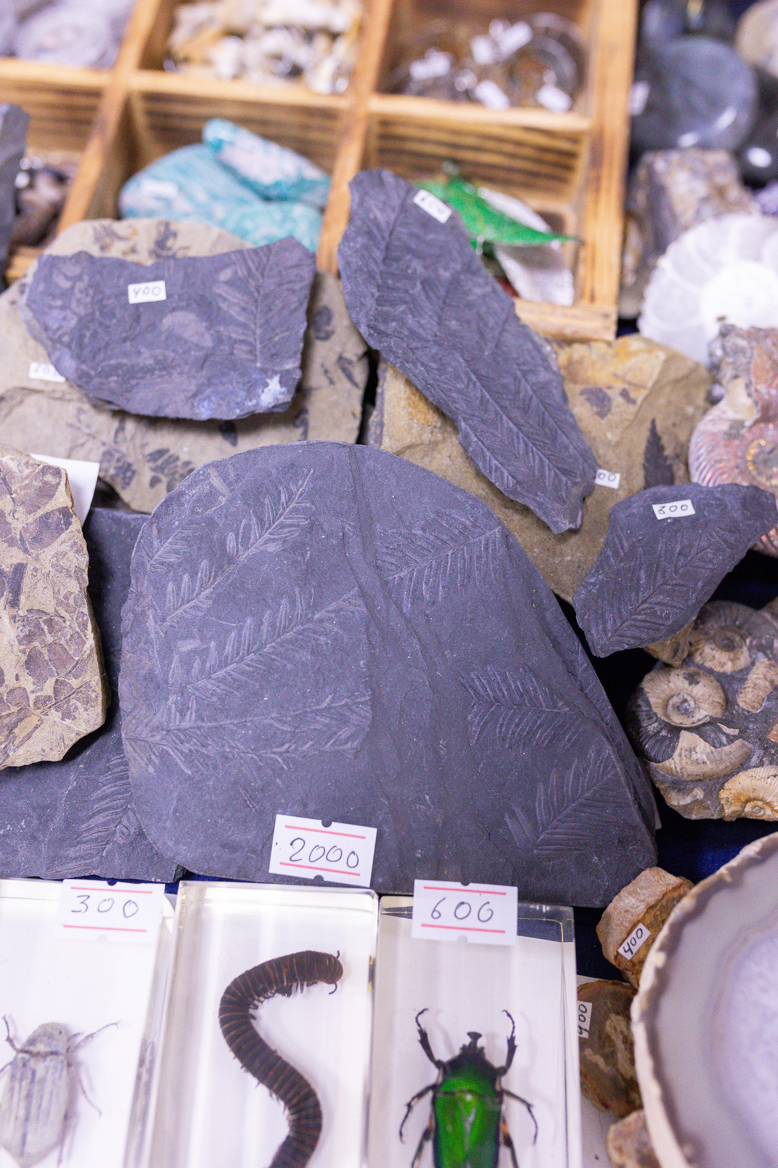 Орхидиум 12.2025. Александра Куликова фотограф, Москва