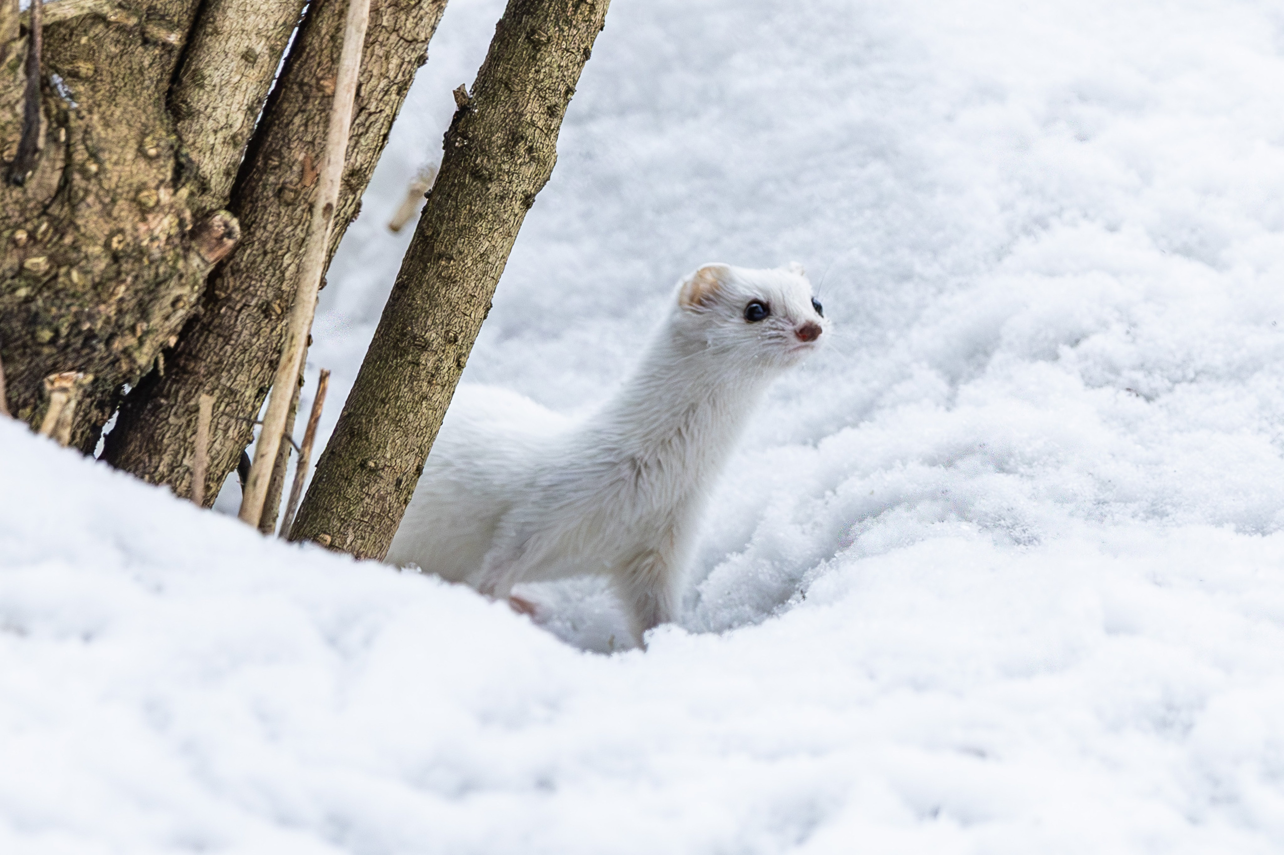 Природа. Фотограф Владимир Охрименко