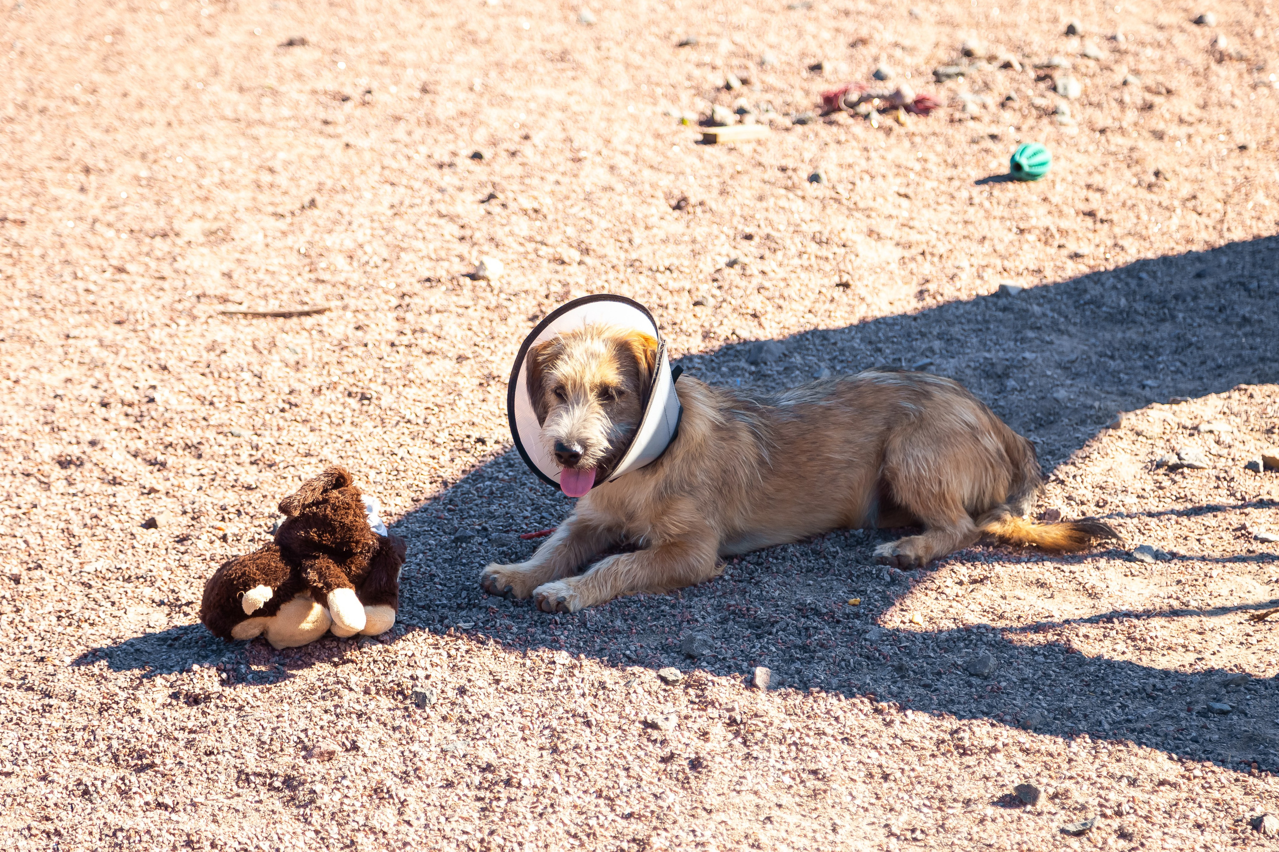 Petshop Забота. Фотограф в Санкт-Петербурге Чумаков Семен