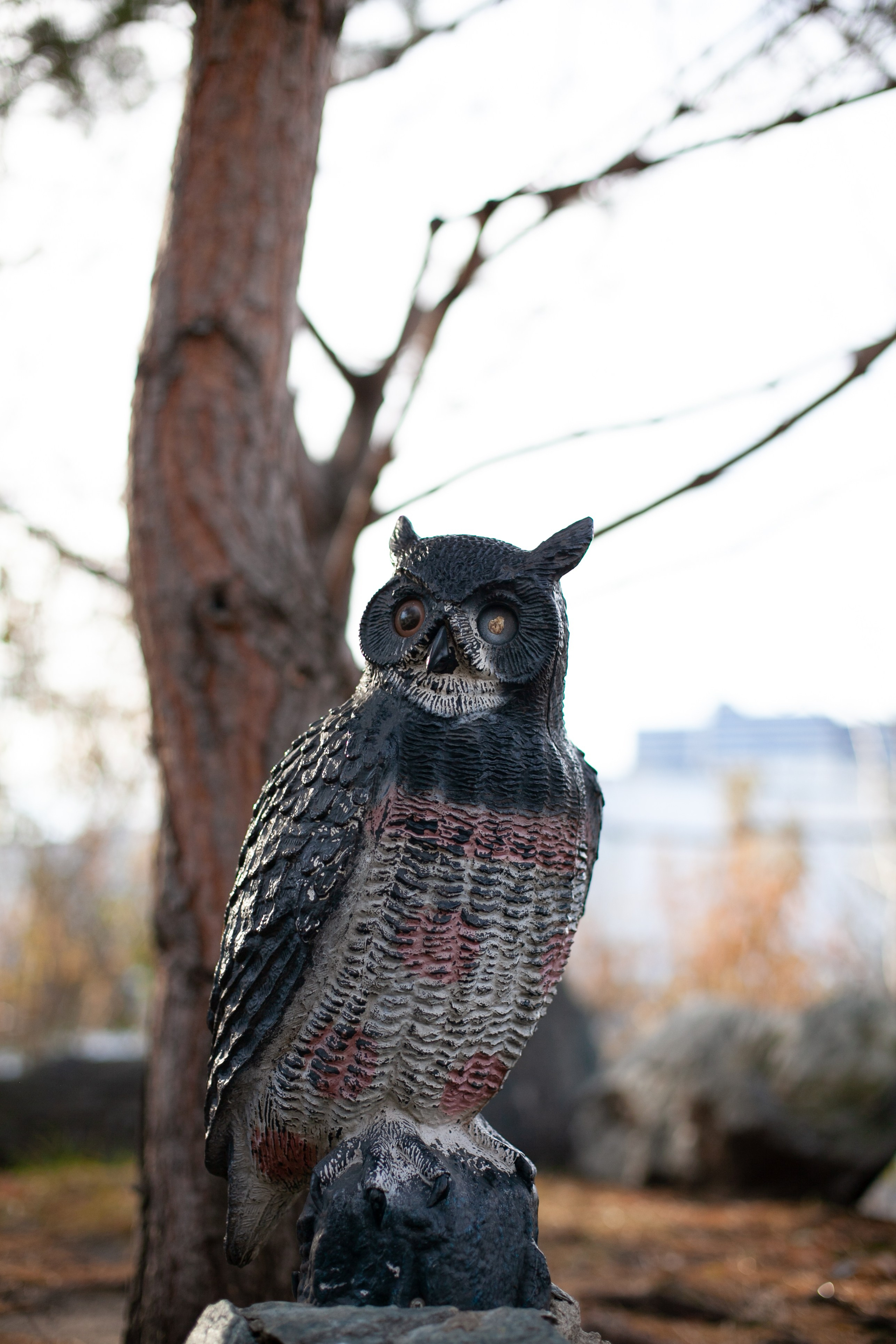 Сады Мечты. Контент для сайта. Фотограф Дарья Локотко в Красноярске