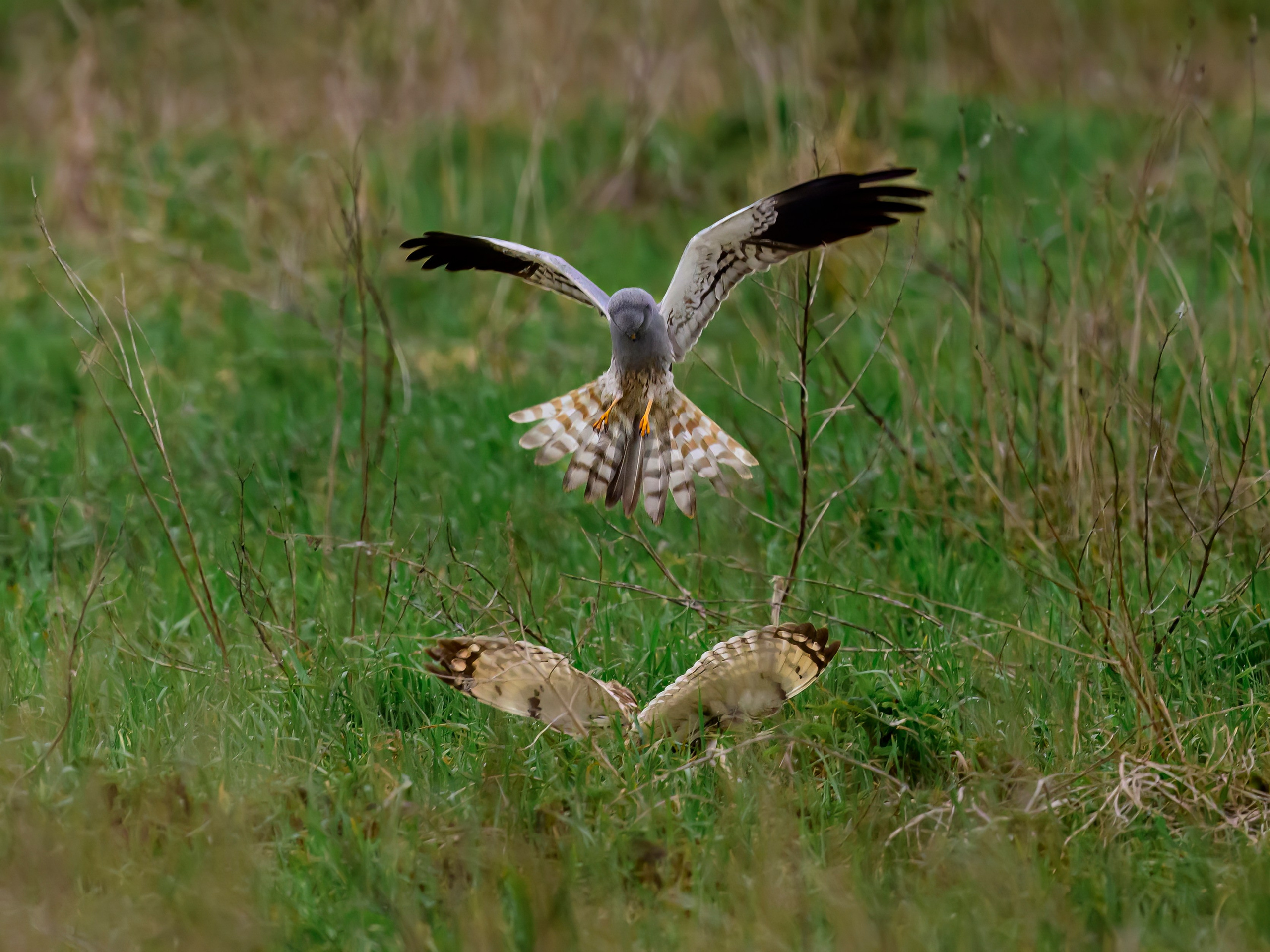 Лунь атакует сову. Wildlife photography by Sergey Puponin