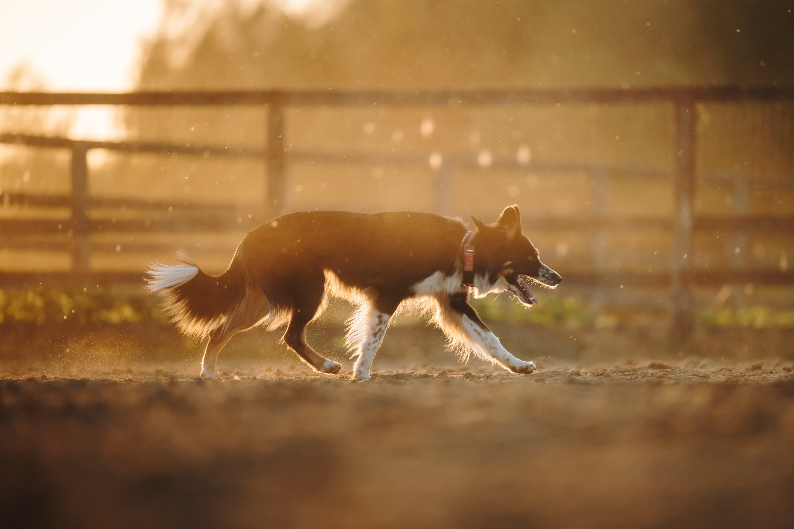 Пастьба. Семейный фотограф анималист Ананьева Мария — Москва