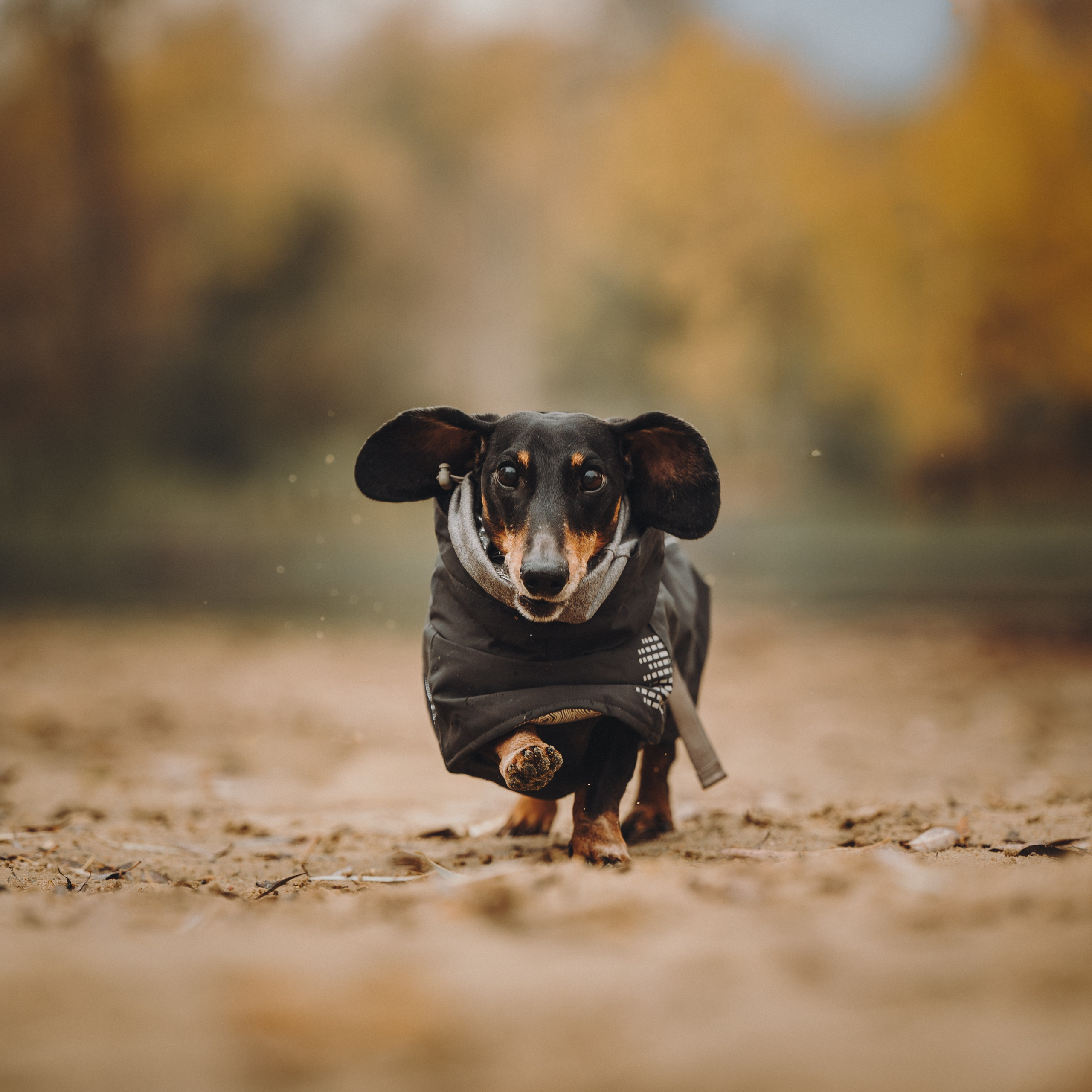 Аня, Оскар и Яр. Семейный фотограф анималист Ананьева Мария — Москва