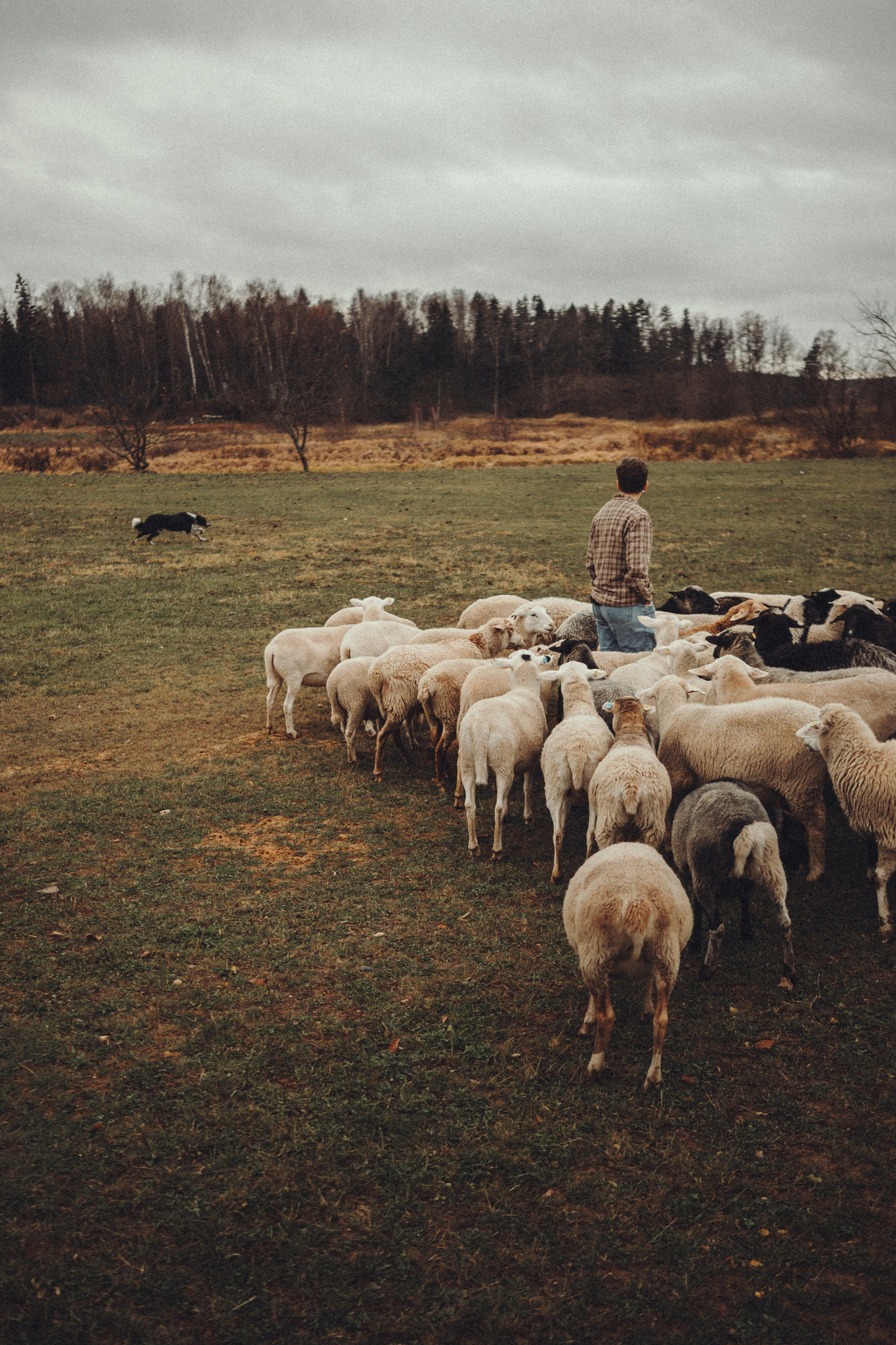 Настя и Рэги на ферме. Семейный фотограф анималист Ананьева Мария — Москва