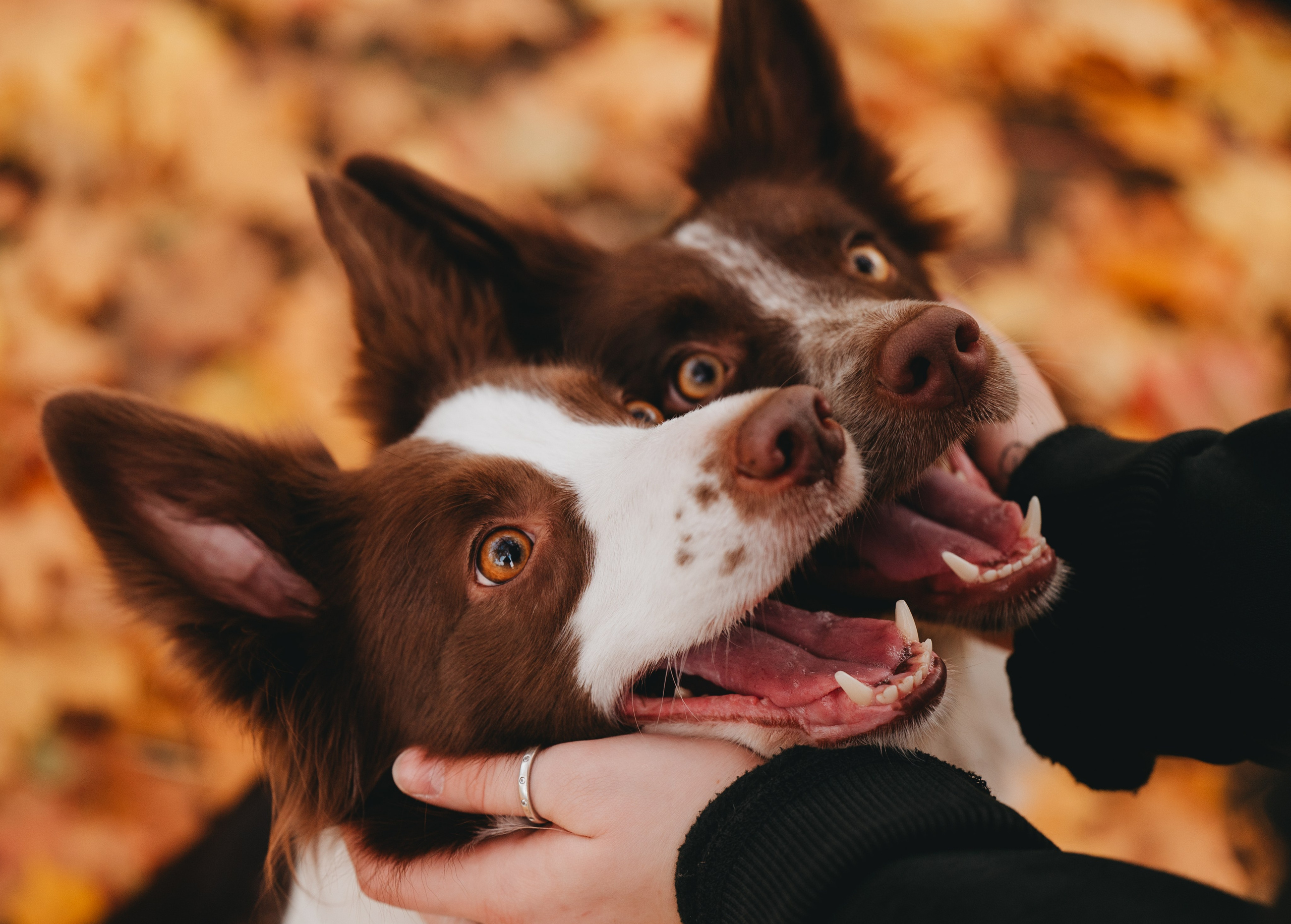 Даша, Мика и Теллур. Семейный фотограф анималист Ананьева Мария — Москва