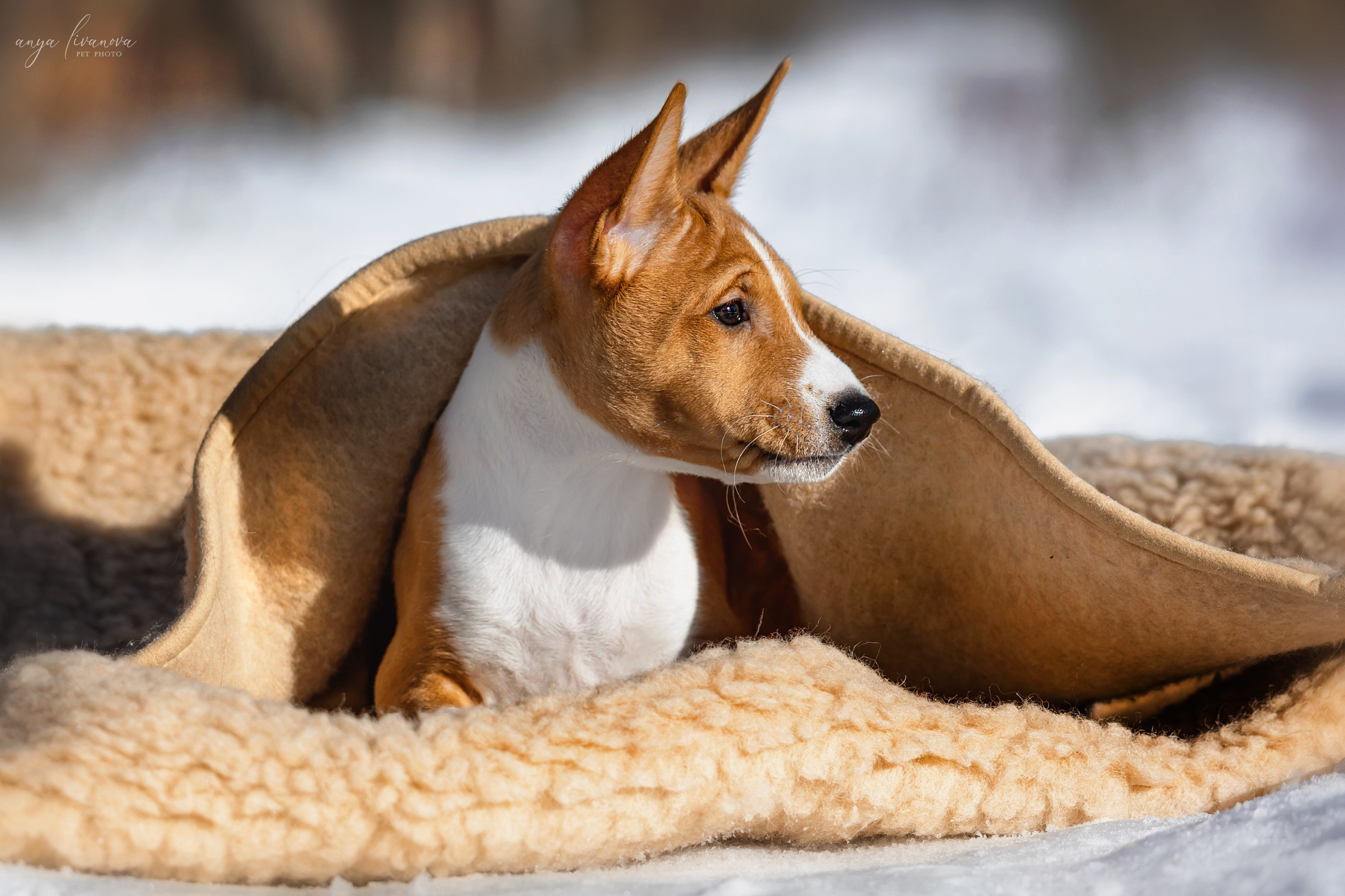 Балу. Фотограф анималист Аня Ливанова | Рыбинск