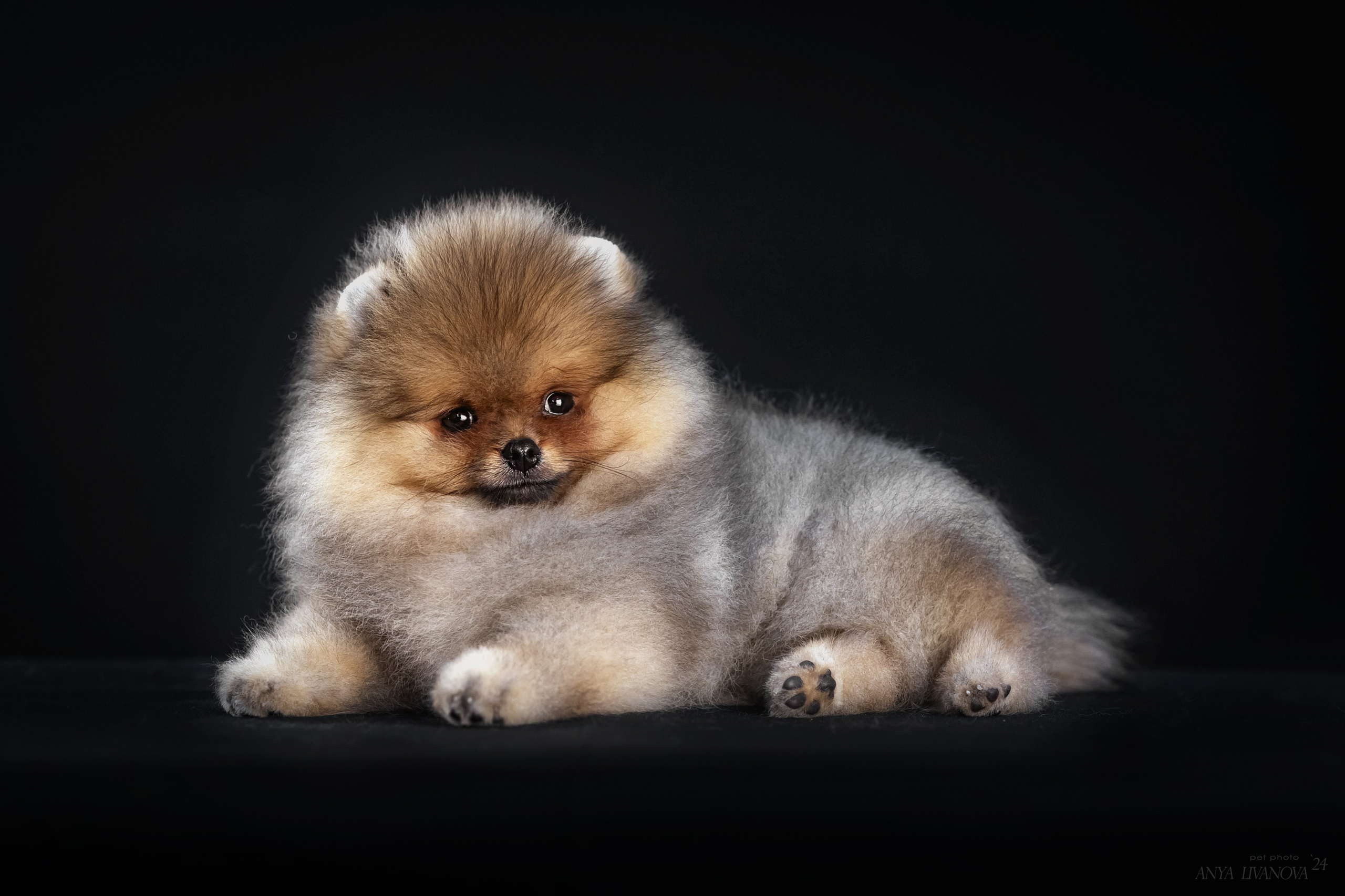 Шпицы. Фотограф анималист Аня Ливанова | Рыбинск