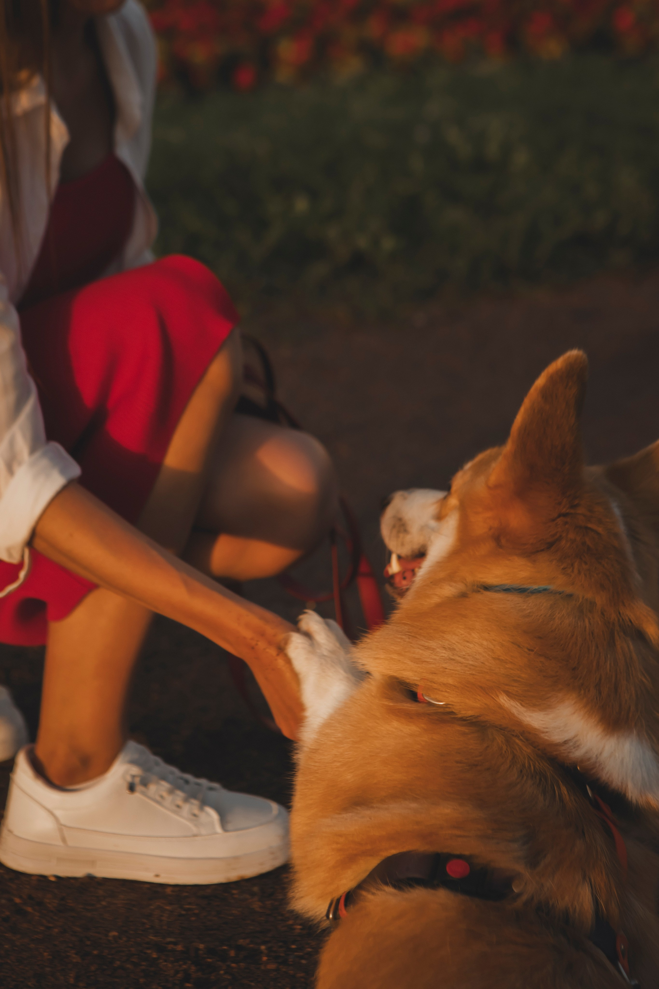 Настя и Стёпа. Фотограф-анималист в Санкт-Петербурге Алина Яхонт