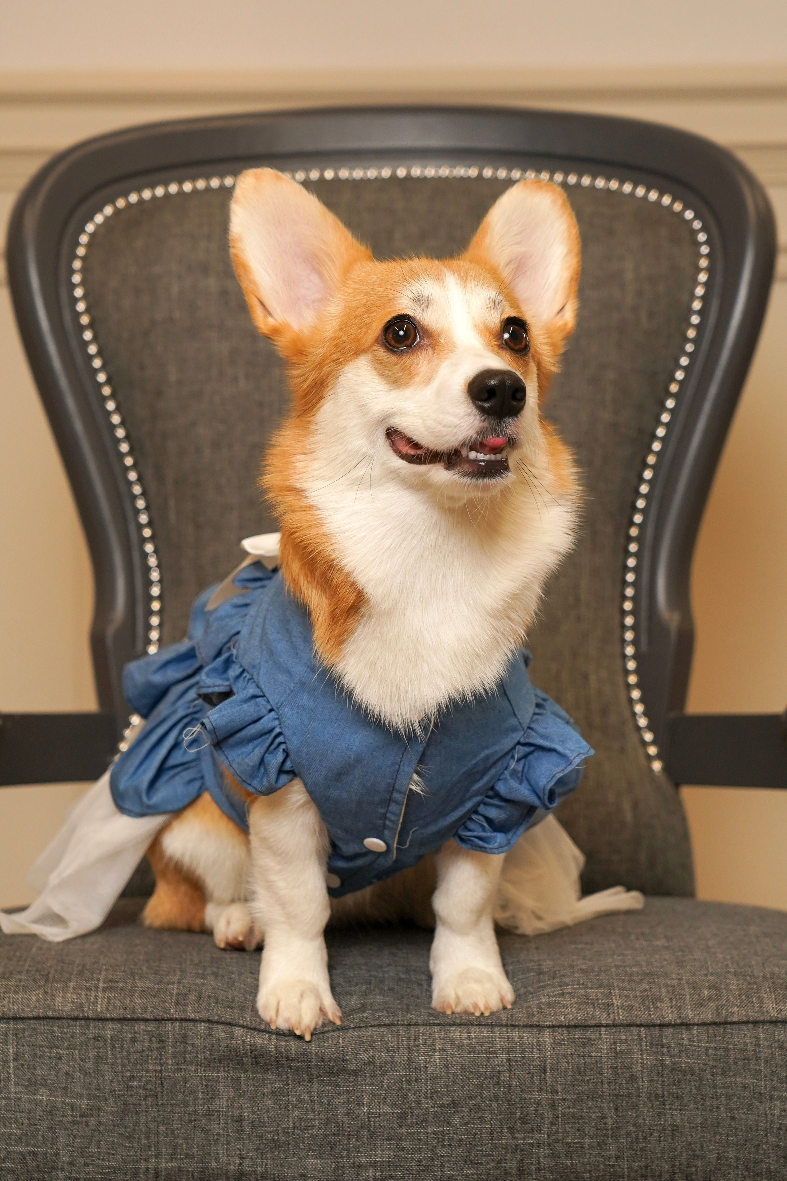 Кирилл, Анастасия и собачка Мира). Анна, фотограф Москва, Зеленоград