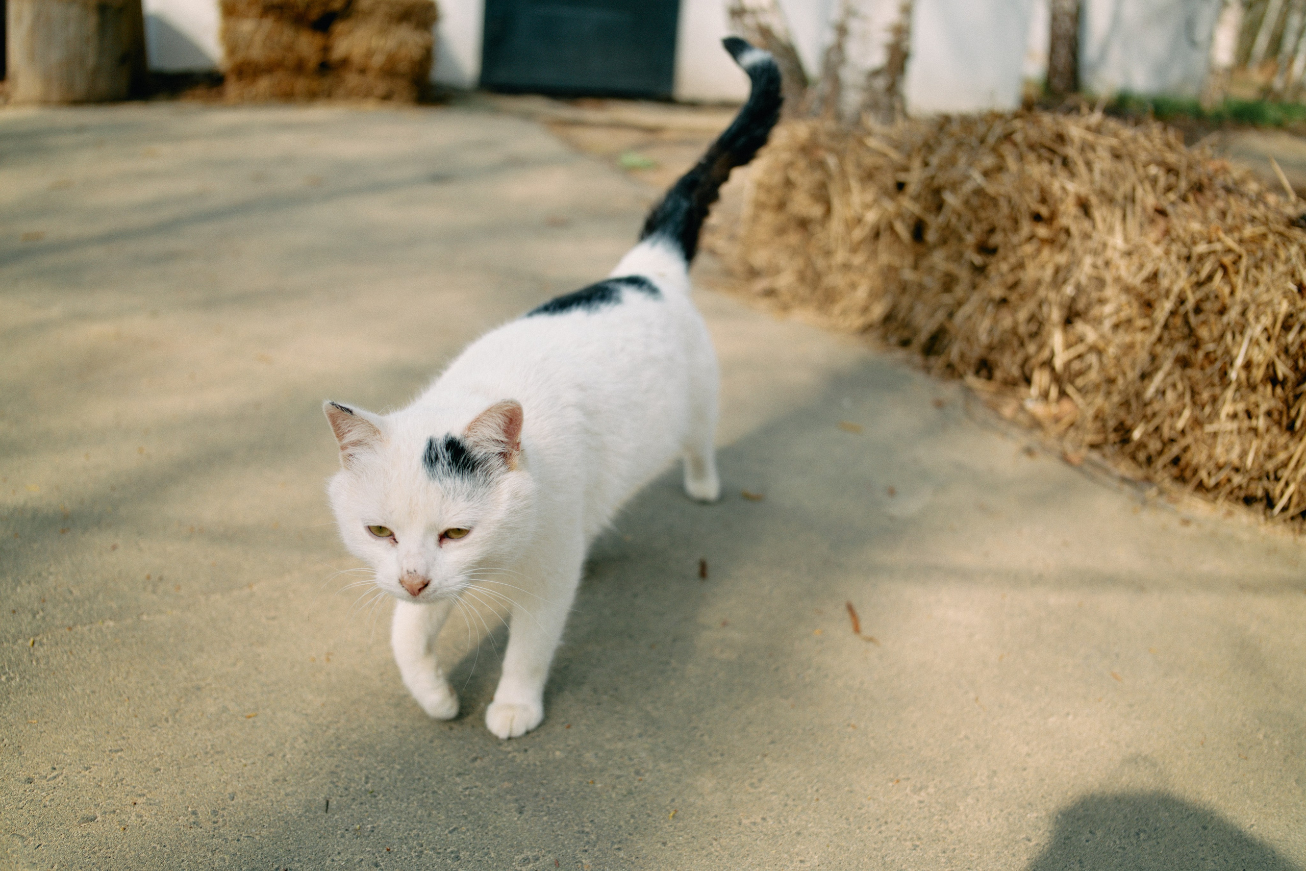 Бутик-отель Поле летом. Профессиональный Фотограф во Владимире, в Москве и в Суздале — Полина Романычева