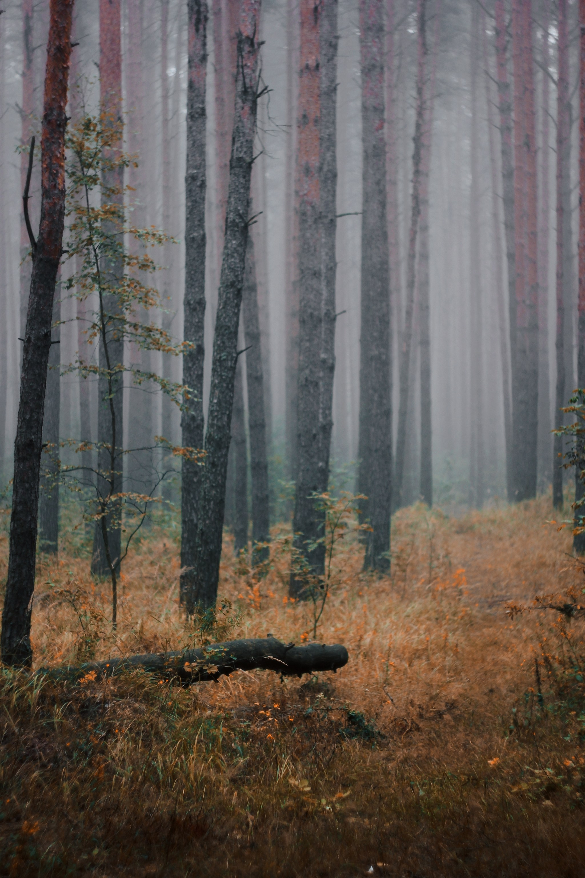 Меланхолия августа. С любовью, фотохудожник