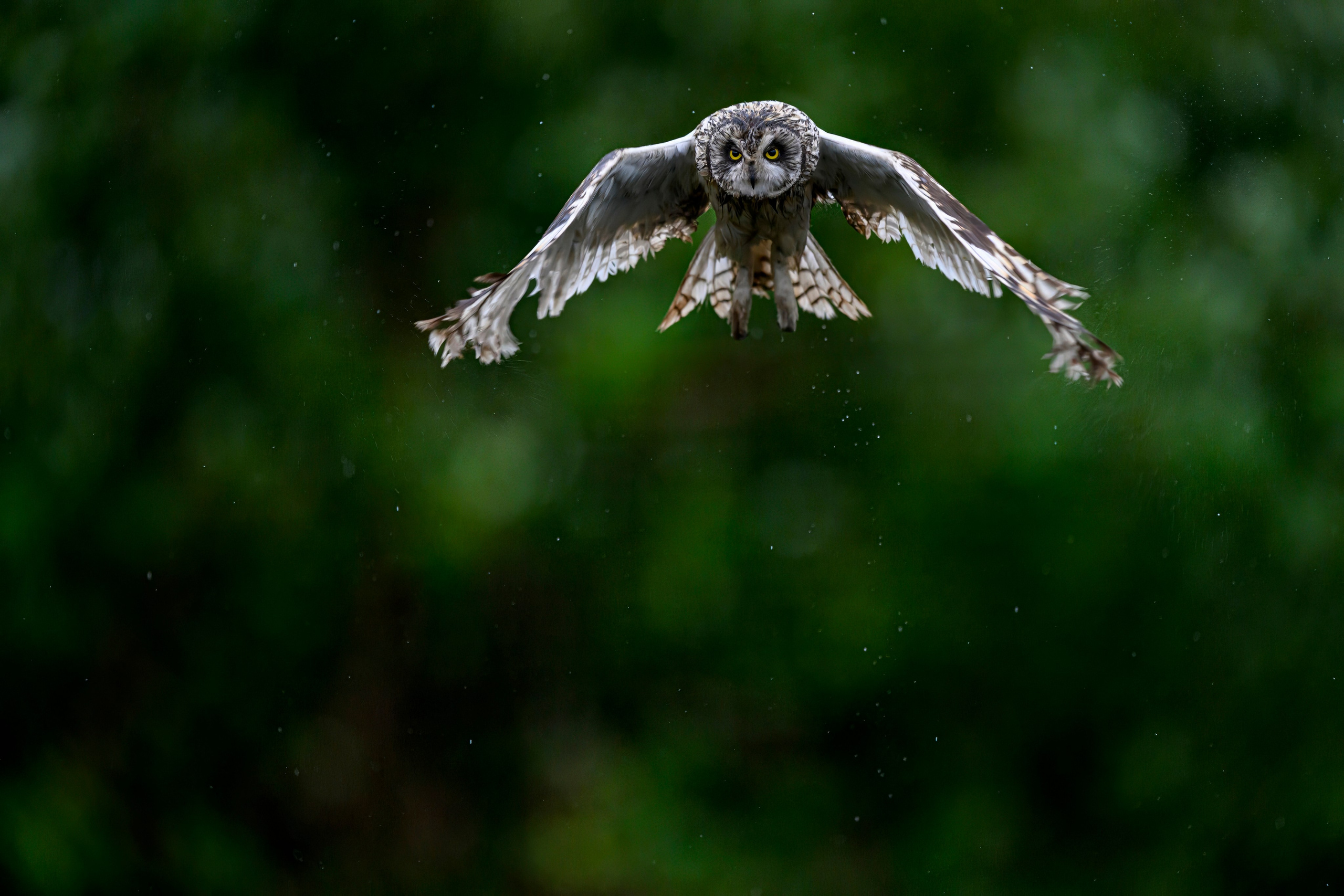 Сова и брызги. Owl and splashes. Фотограф Сергей Пупонин