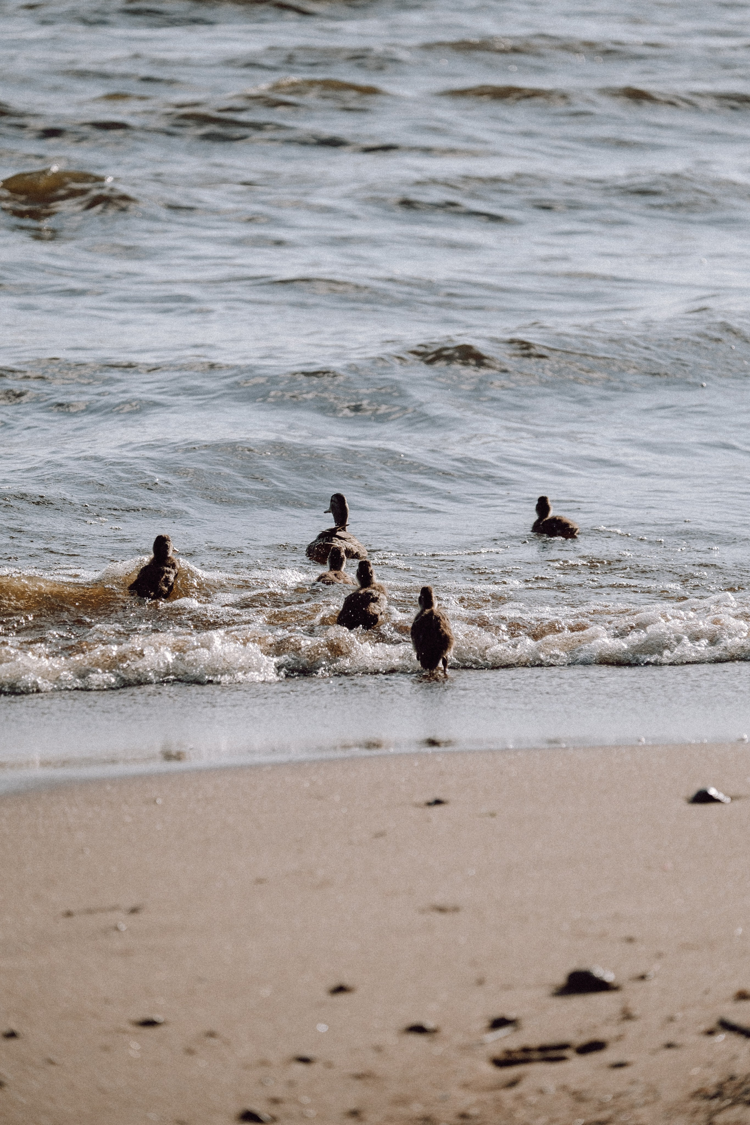 ПРОГУЛКА НА БЕРЕГУ ФИНСКОГО ЗАЛИВА. Профессиональный фотограф, Санкт-Петербург — Виктория Богомолова