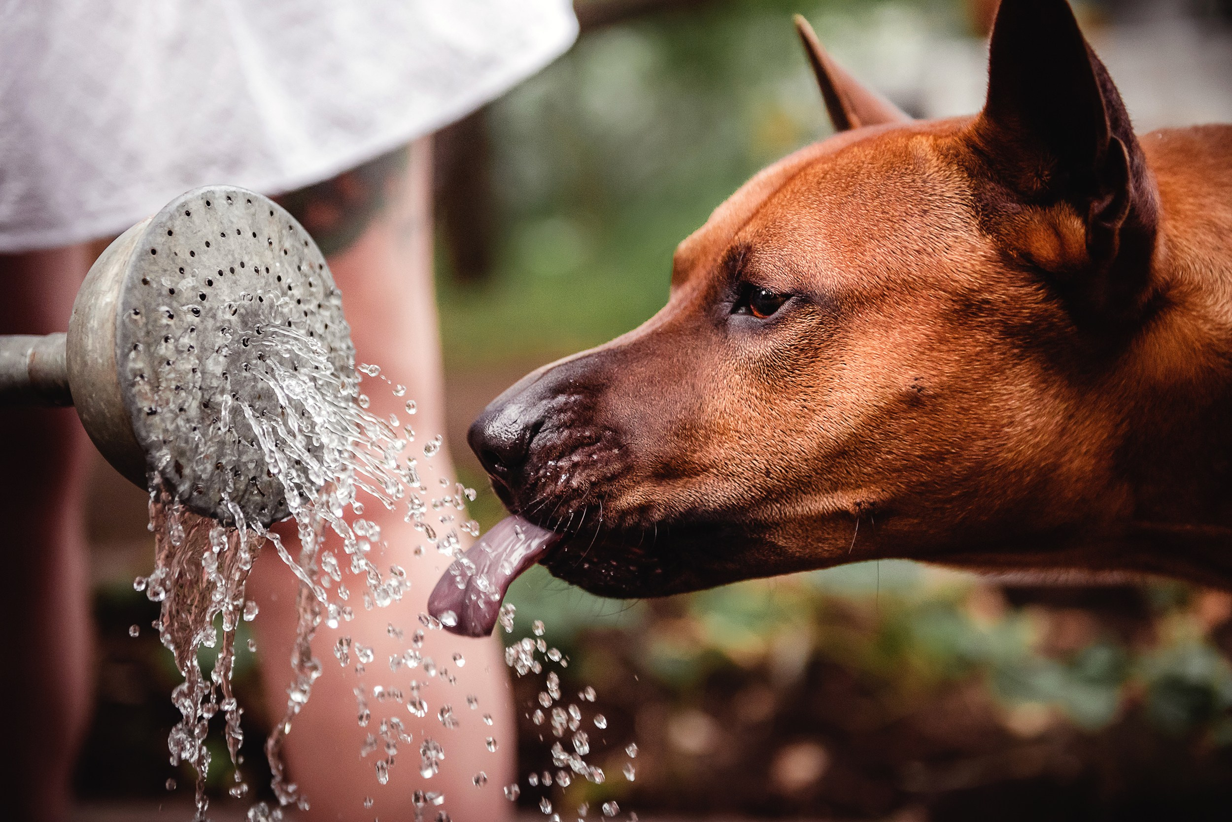 Оксана и Зевс на даче. Семейный Фотограф в Москве Ирина Хохлова