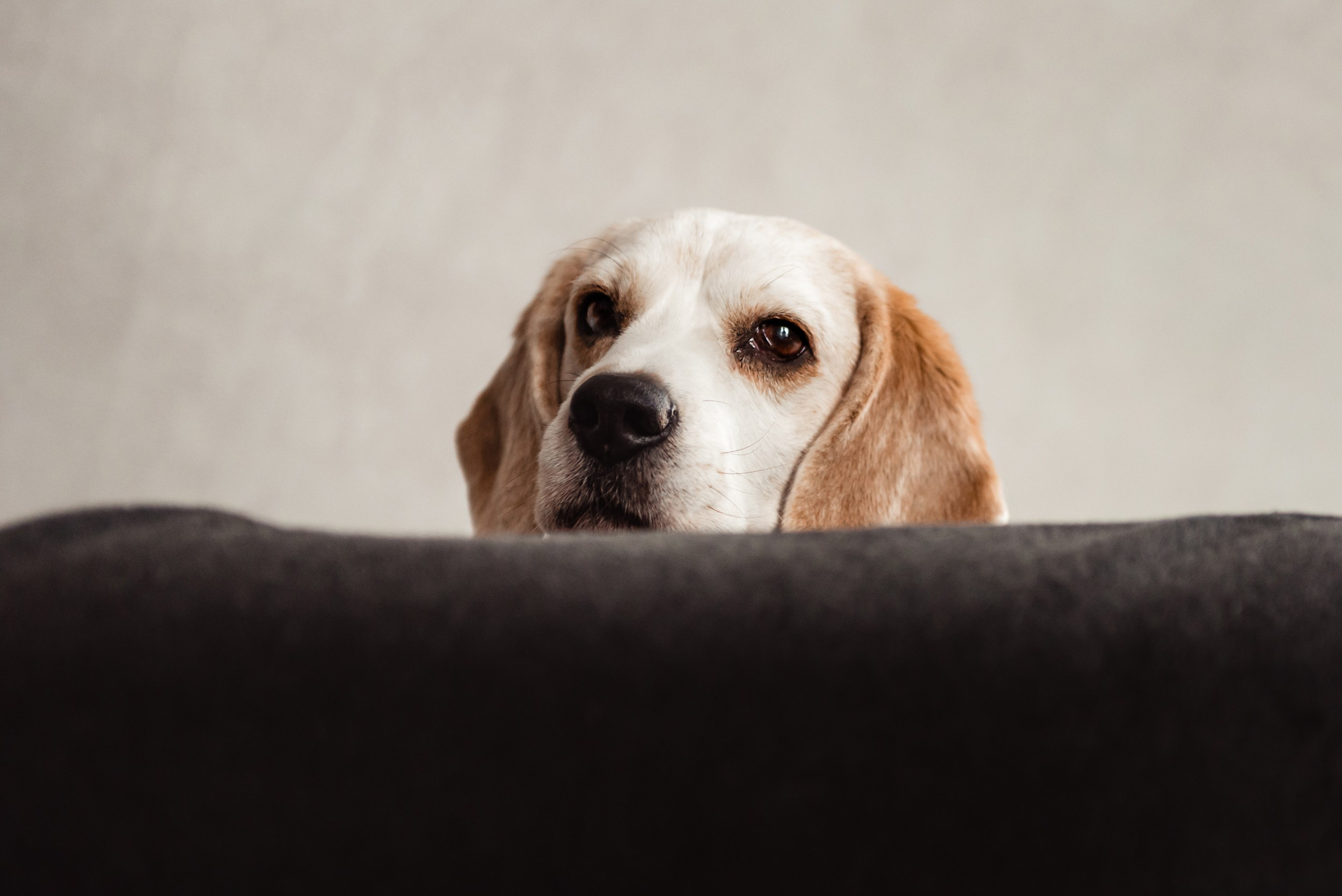 Оля, бигли и семья. Семейный Фотограф в Москве Ирина Хохлова