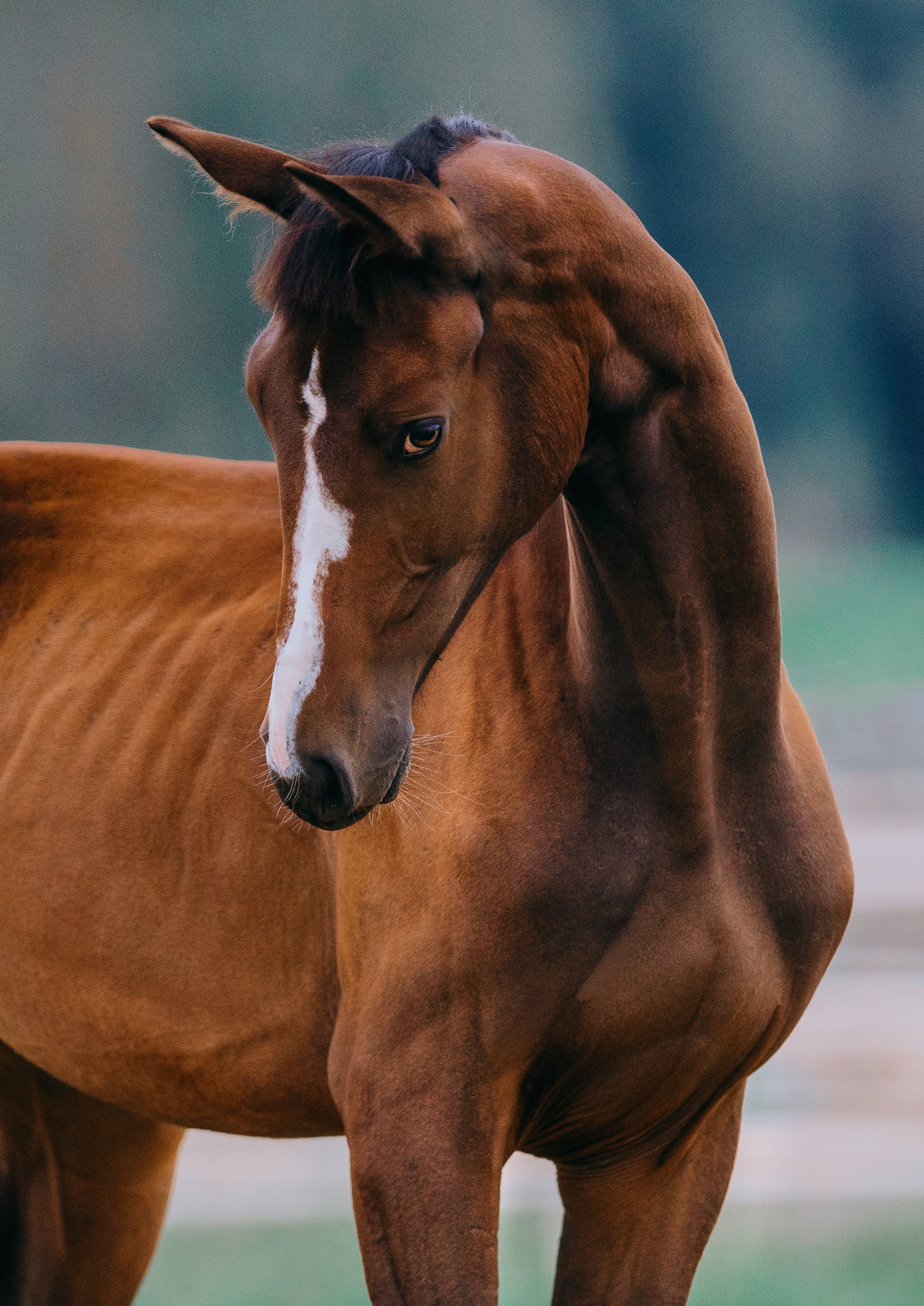 На природе. Фотограф-анималист Ксендзова Кристина