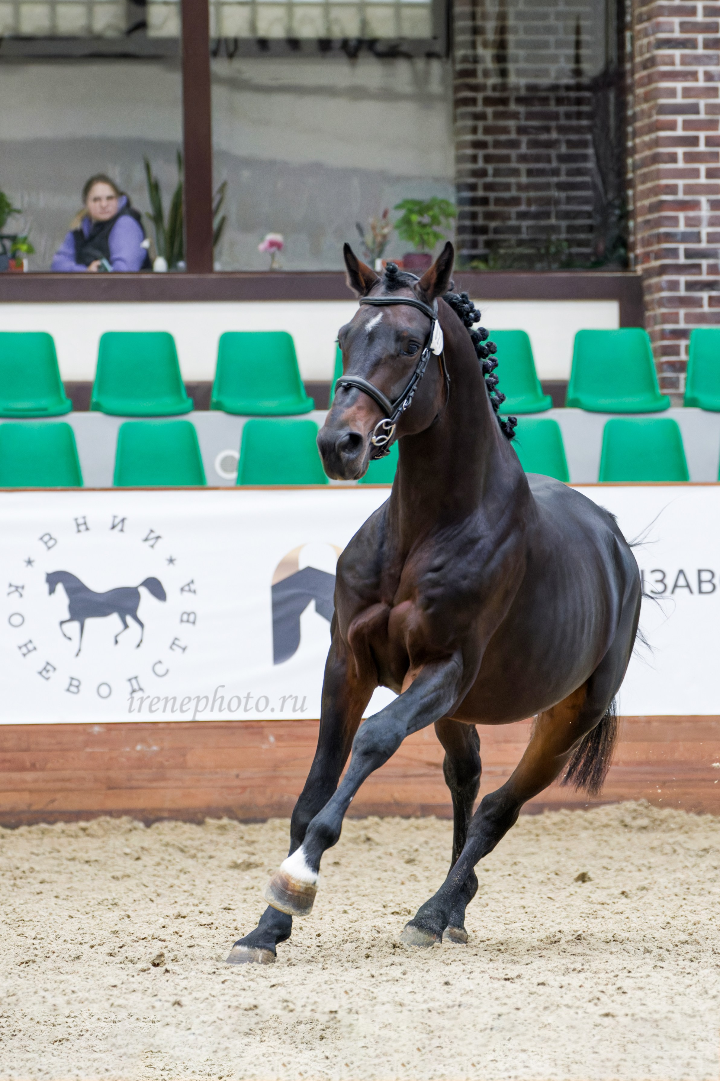 Конная Россия 2024 Оценка двигательных качеств. Irenephoto.ru